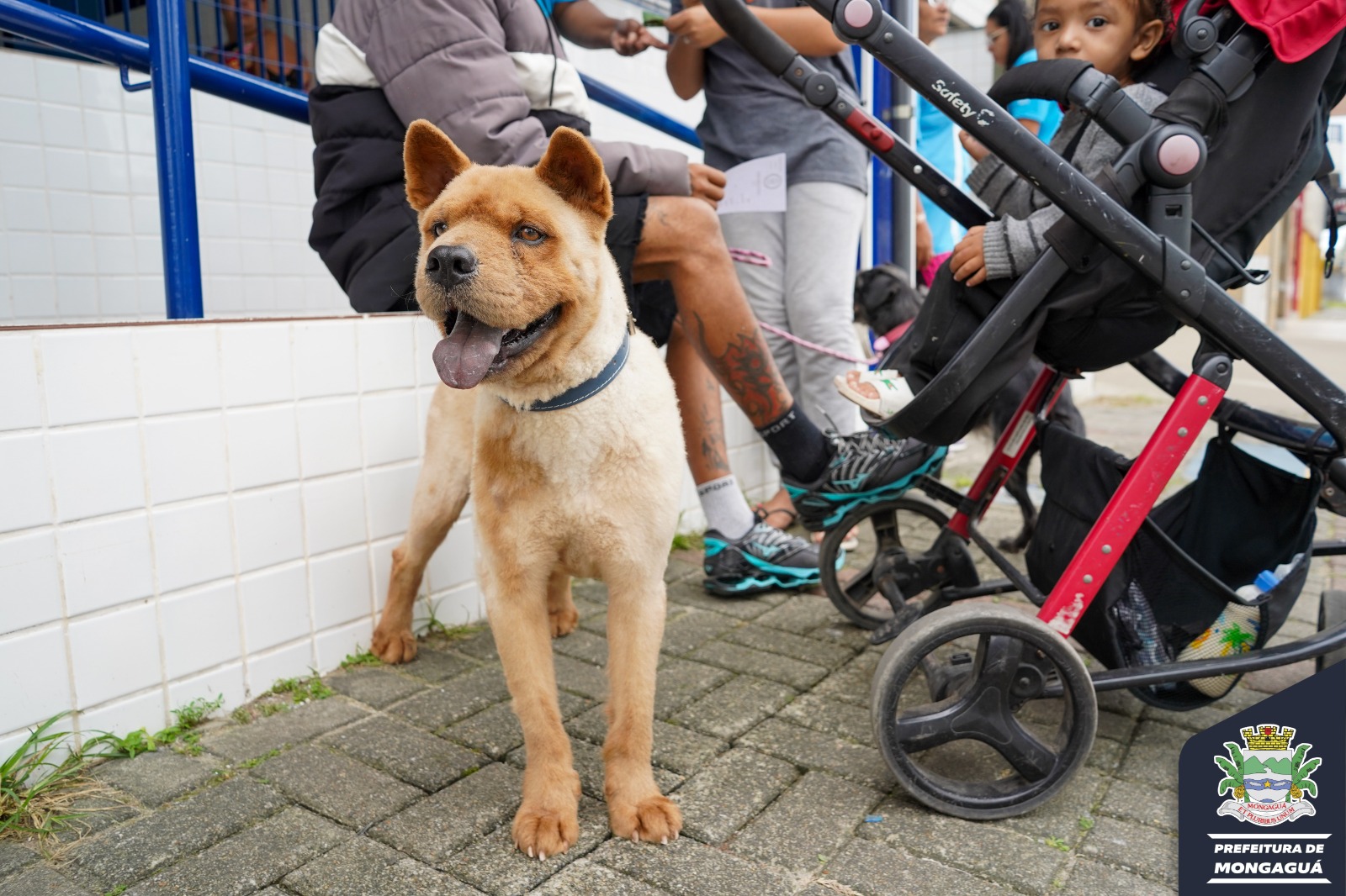 Feira de Adoção de Pets garante um novo lar para sete cães e dois gatos