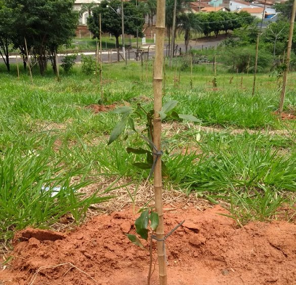 PREFEITURA DE CEDRAL PLANTA 841 MUDAS DE ÁRVORES.
