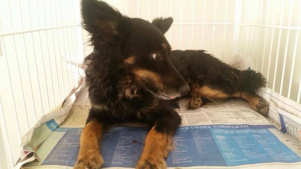 PROJETO DA PREFEITURA CASTRA ANIMAIS DE RUA
