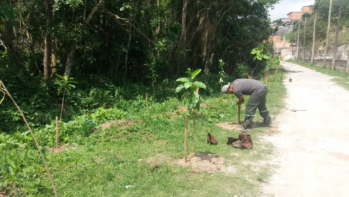Prefeitura realiza plantio de mudas para recuperar áreas urbanas