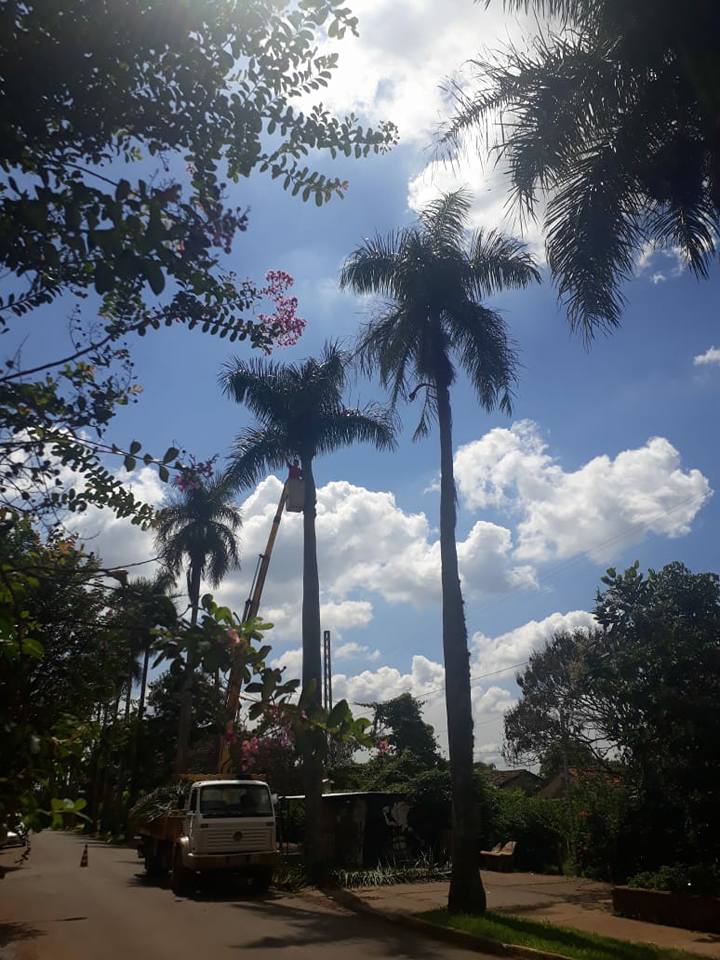PODA DE ARVORES