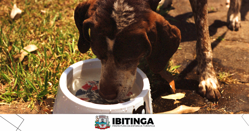 Ibitinga: maioria dos criadouros com larvas da dengue está nos bebedouros de animais