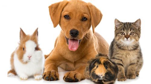 Estão abertas inscrições para o Conselho de Defesa dos Animais
