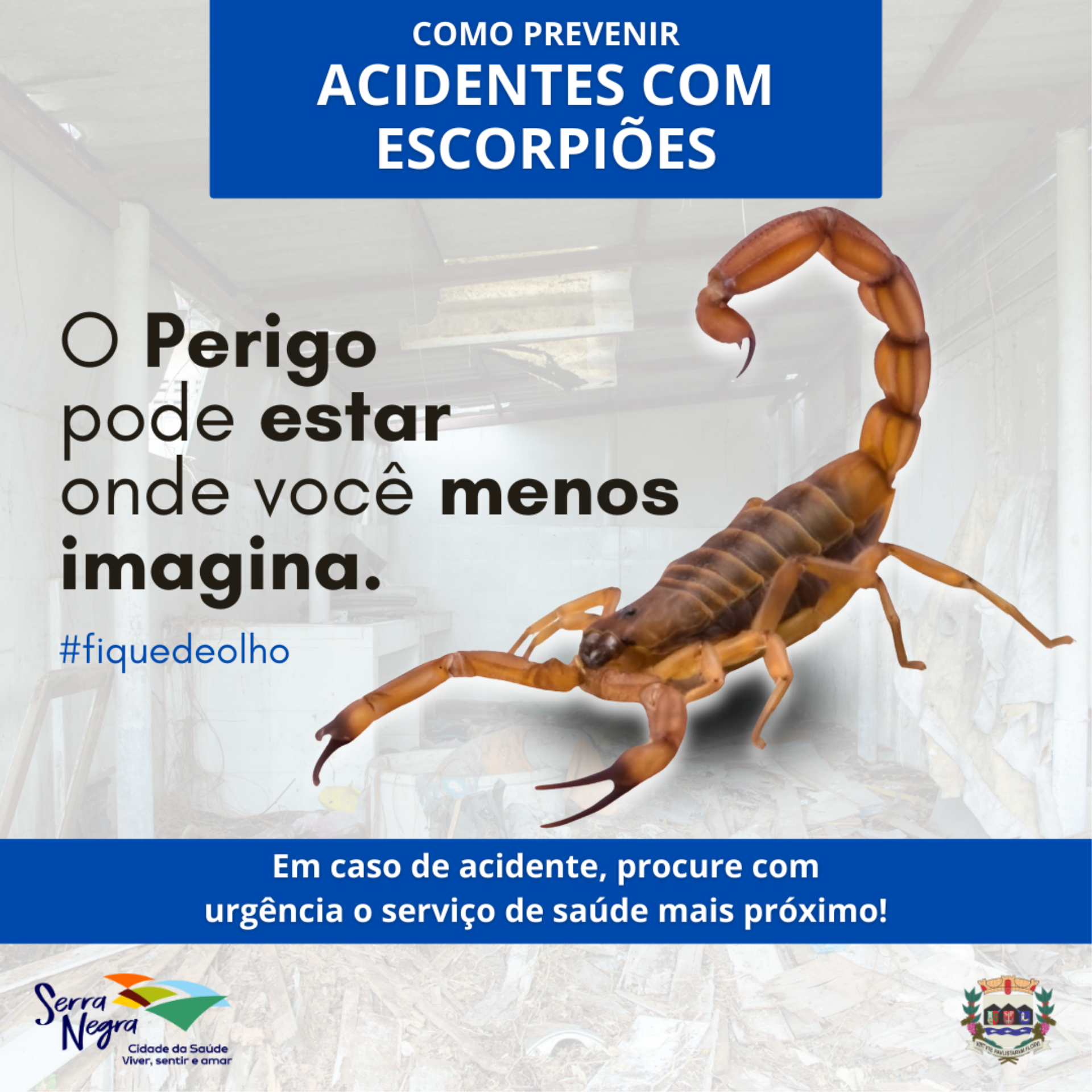 Campanha Prevenção Escorpiões