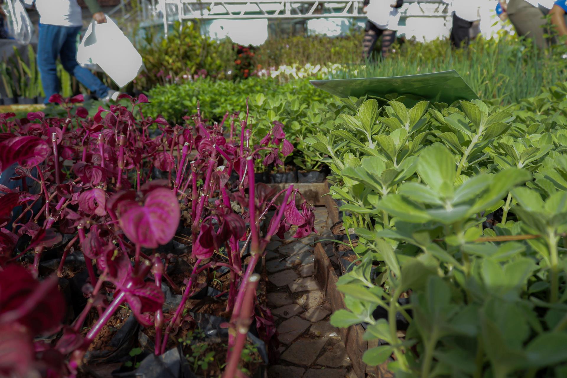 doa&ccedil;&atilde;o_mudas_2