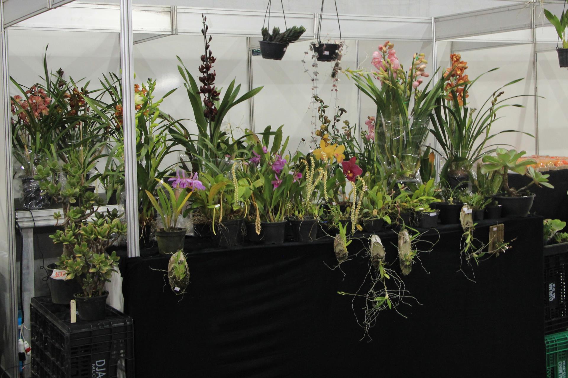 Flores de produtores rurais de Itatiba