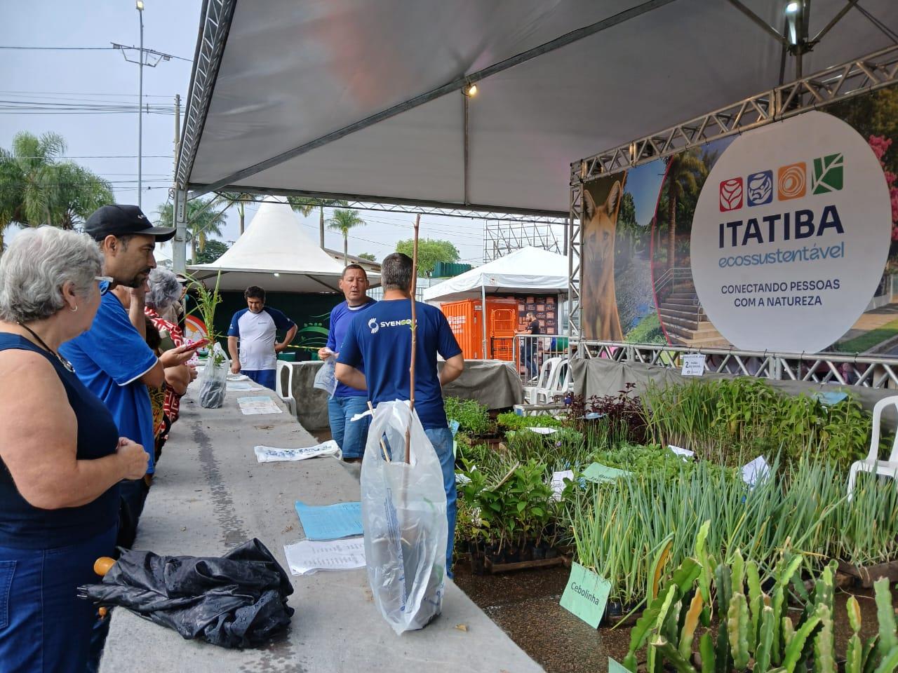 Caqui mudas - cr&eacute;dito M&aacute;rcio Megda PMI
