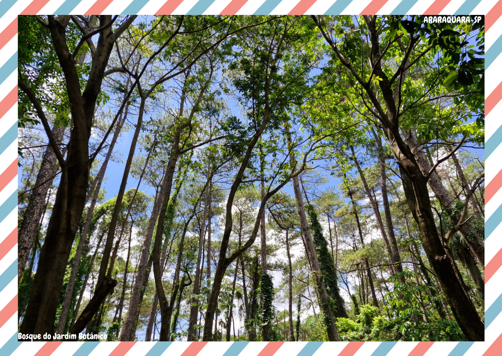 Bosque do Jardim Botânico - CARTÃO POSTAL