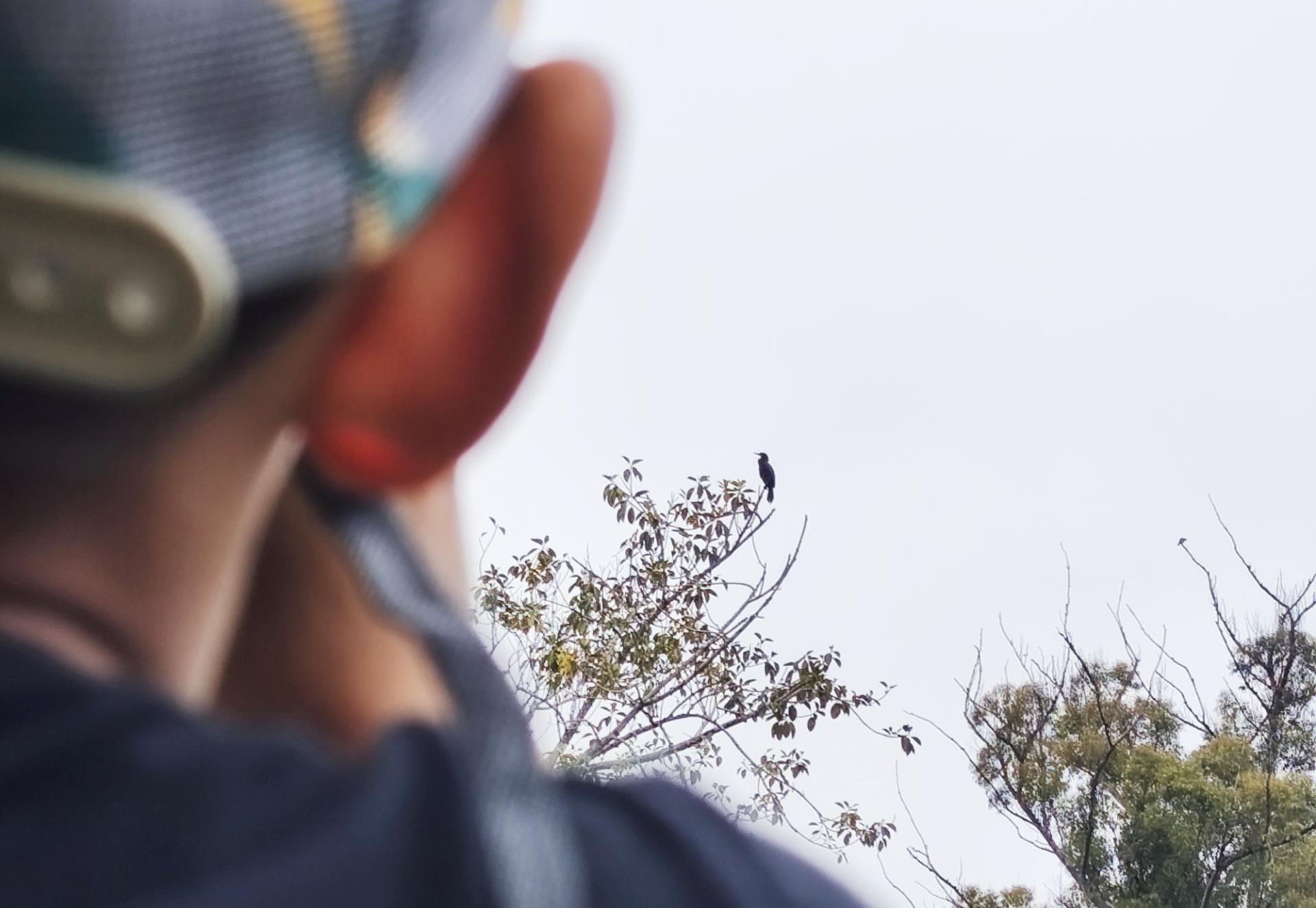observacao_aves (2)