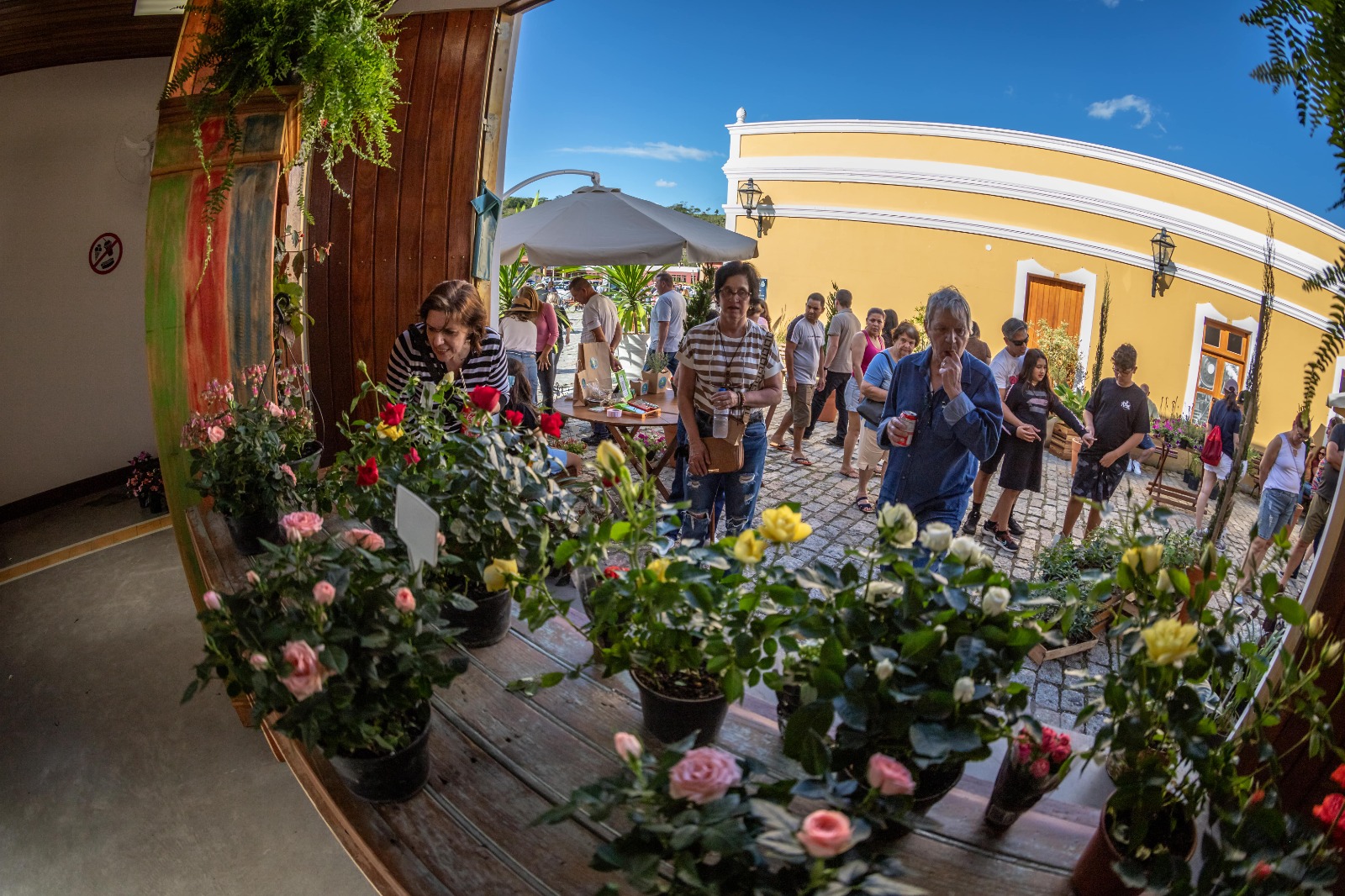 5º Flores e licores 04