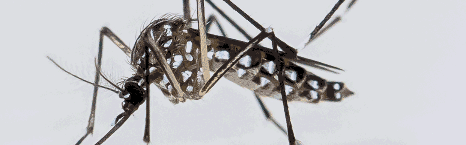 Dengue_Banner animado