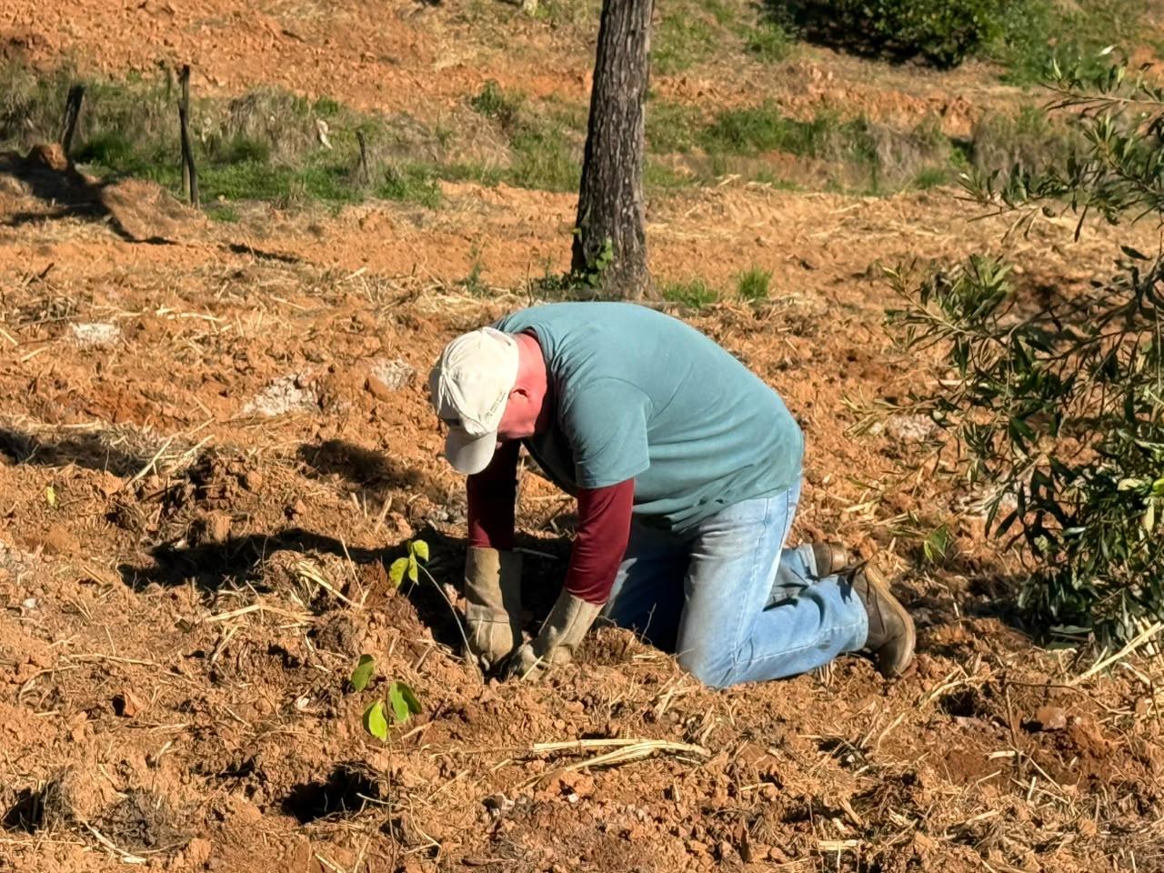 Prefeitura realiza plantio de mil mudas de árvores (1)