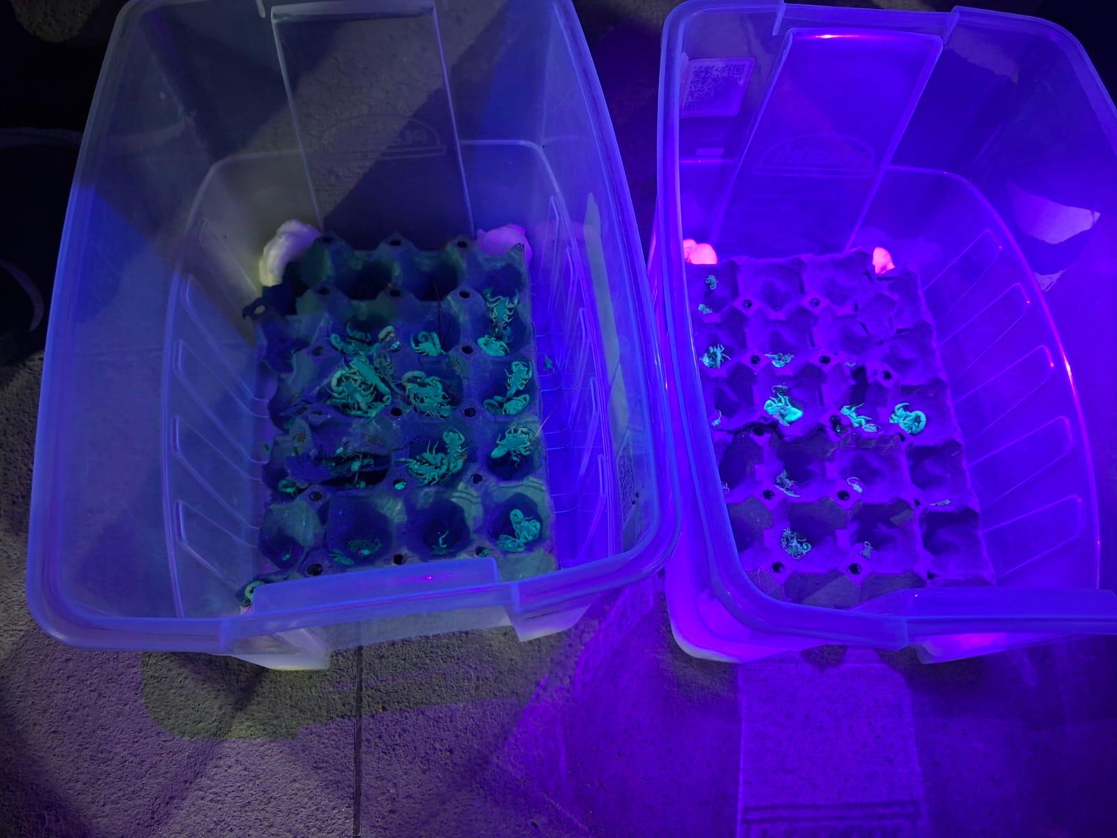 Vigil&acirc;ncia Epidemiol&oacute;gica participa de capacita&ccedil;&atilde;o para combate ao escorpi&atilde;o (3)