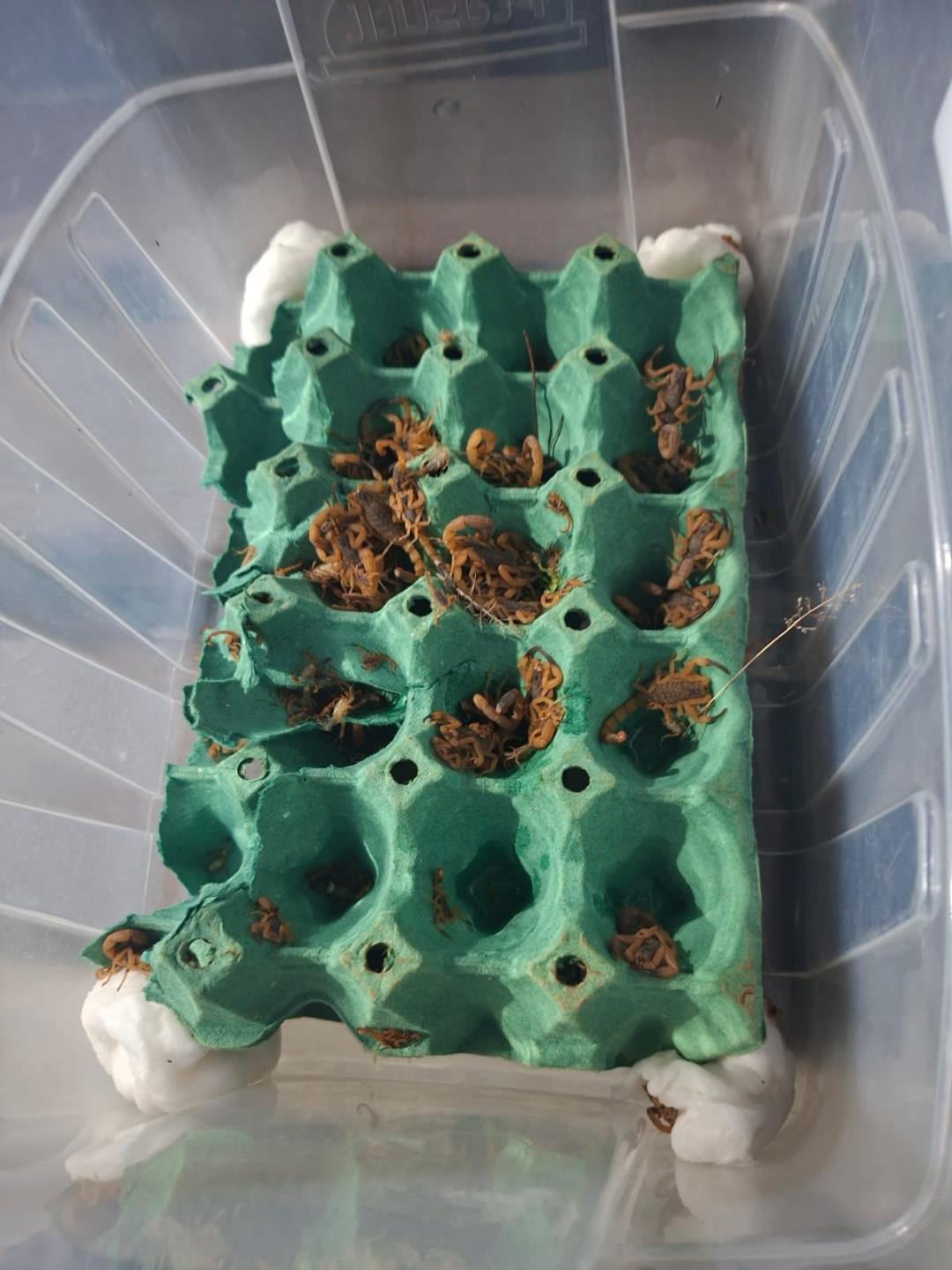 Vigil&acirc;ncia Epidemiol&oacute;gica participa de capacita&ccedil;&atilde;o para combate ao escorpi&atilde;o (2)