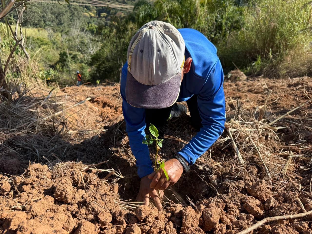 Prefeitura realiza plantio de mil mudas de árvores (5)
