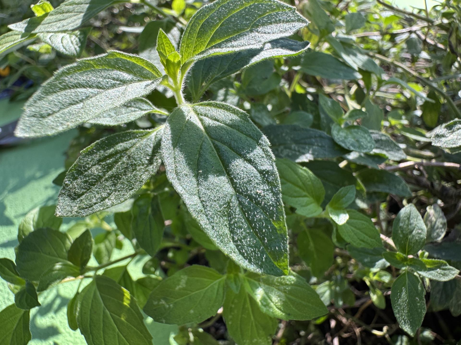 limonete (1)