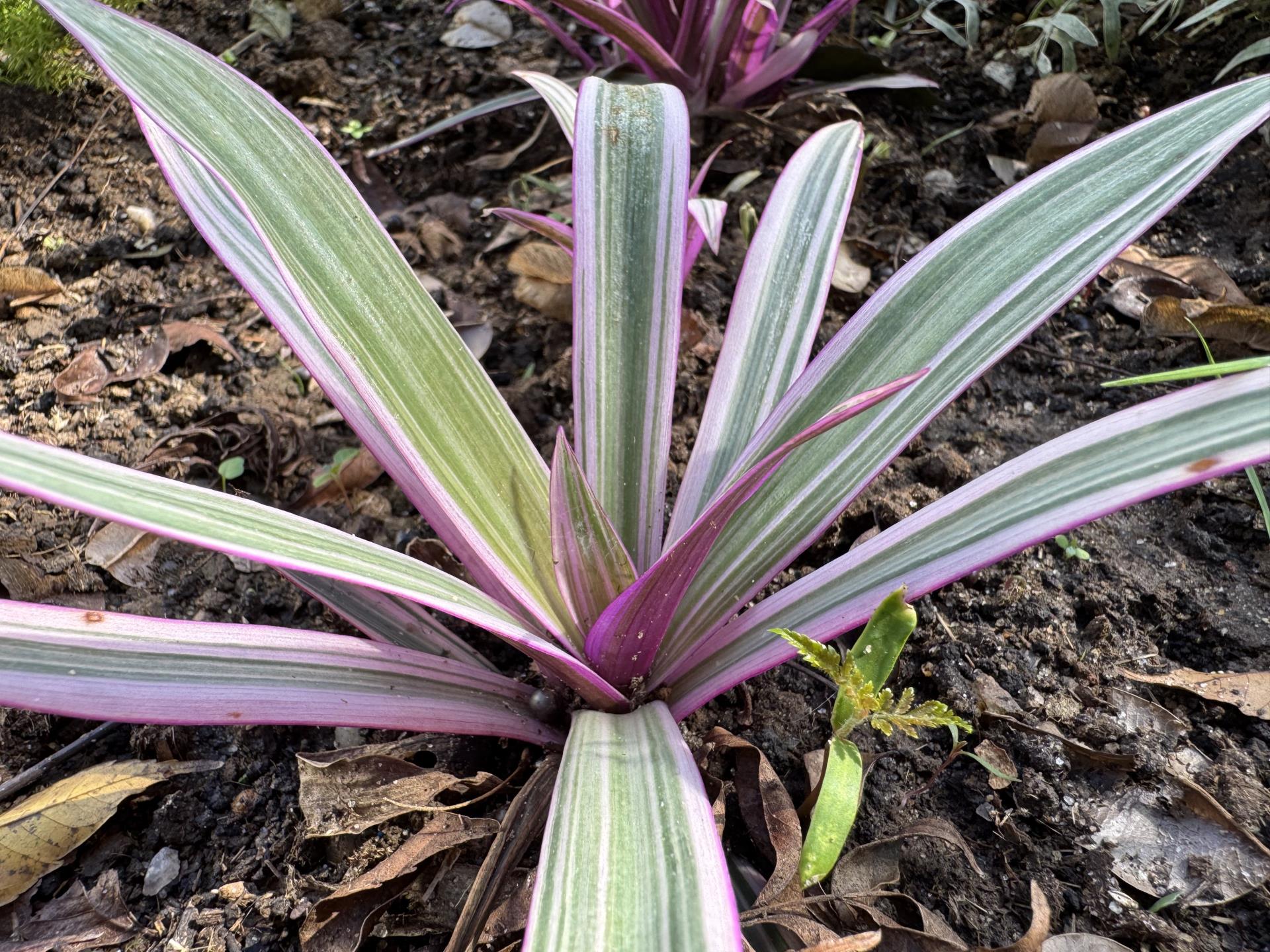 abacaxi-roxo (2)
