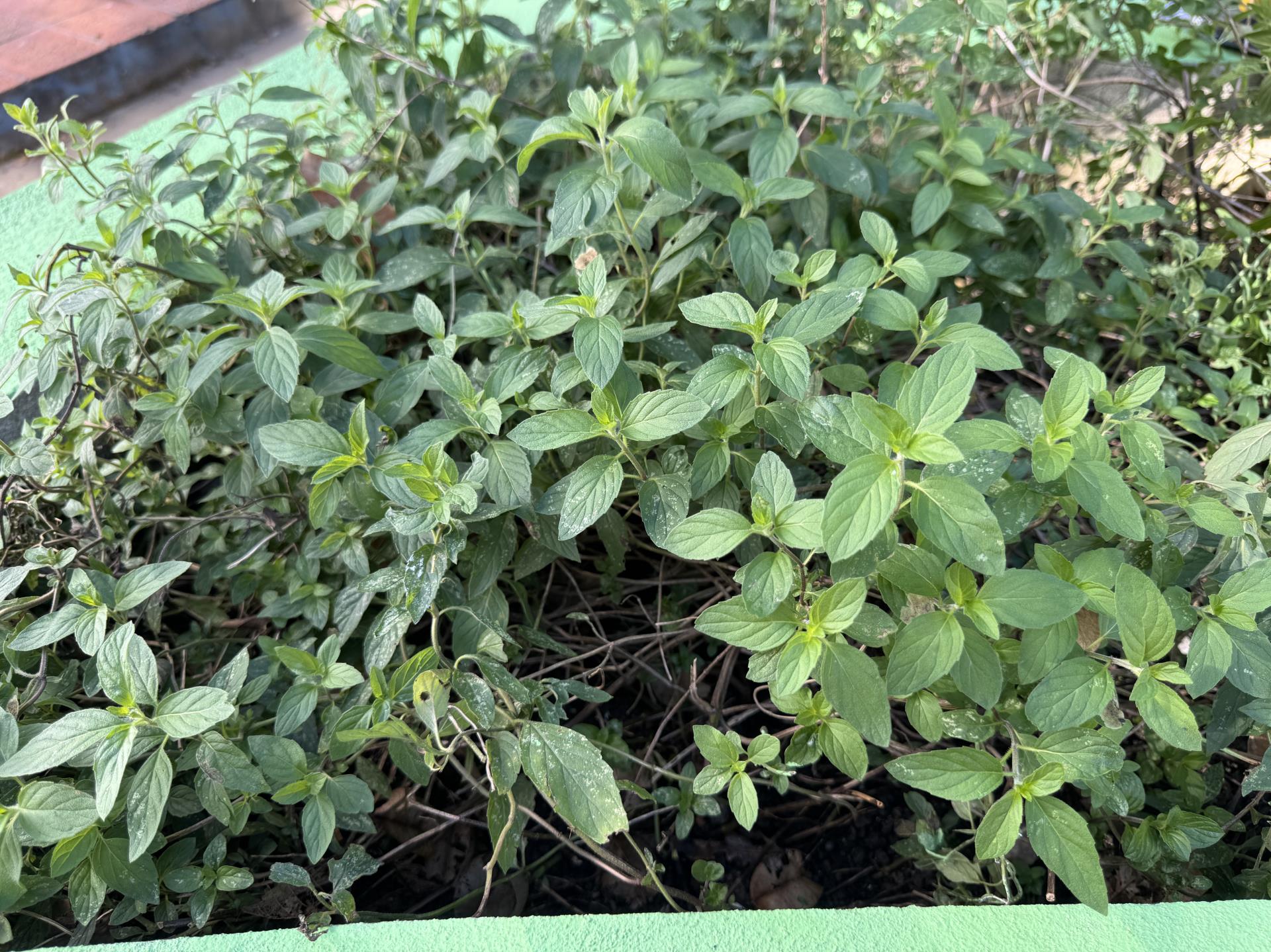 limonete (2)