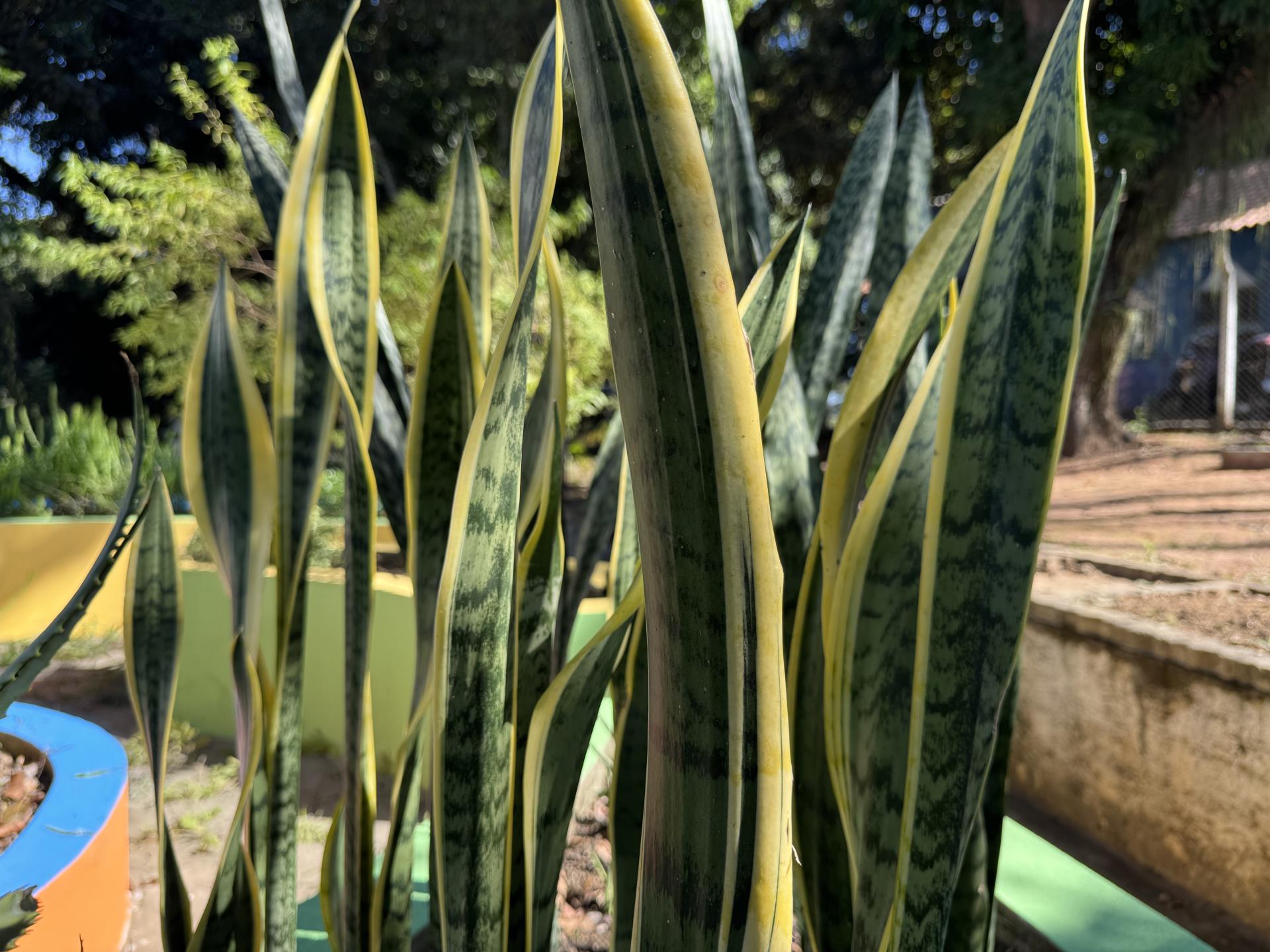 espada de santa barbara (1)