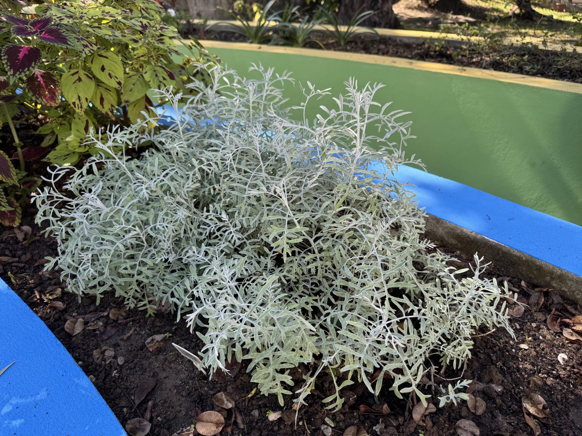 cineraria maritima (1)