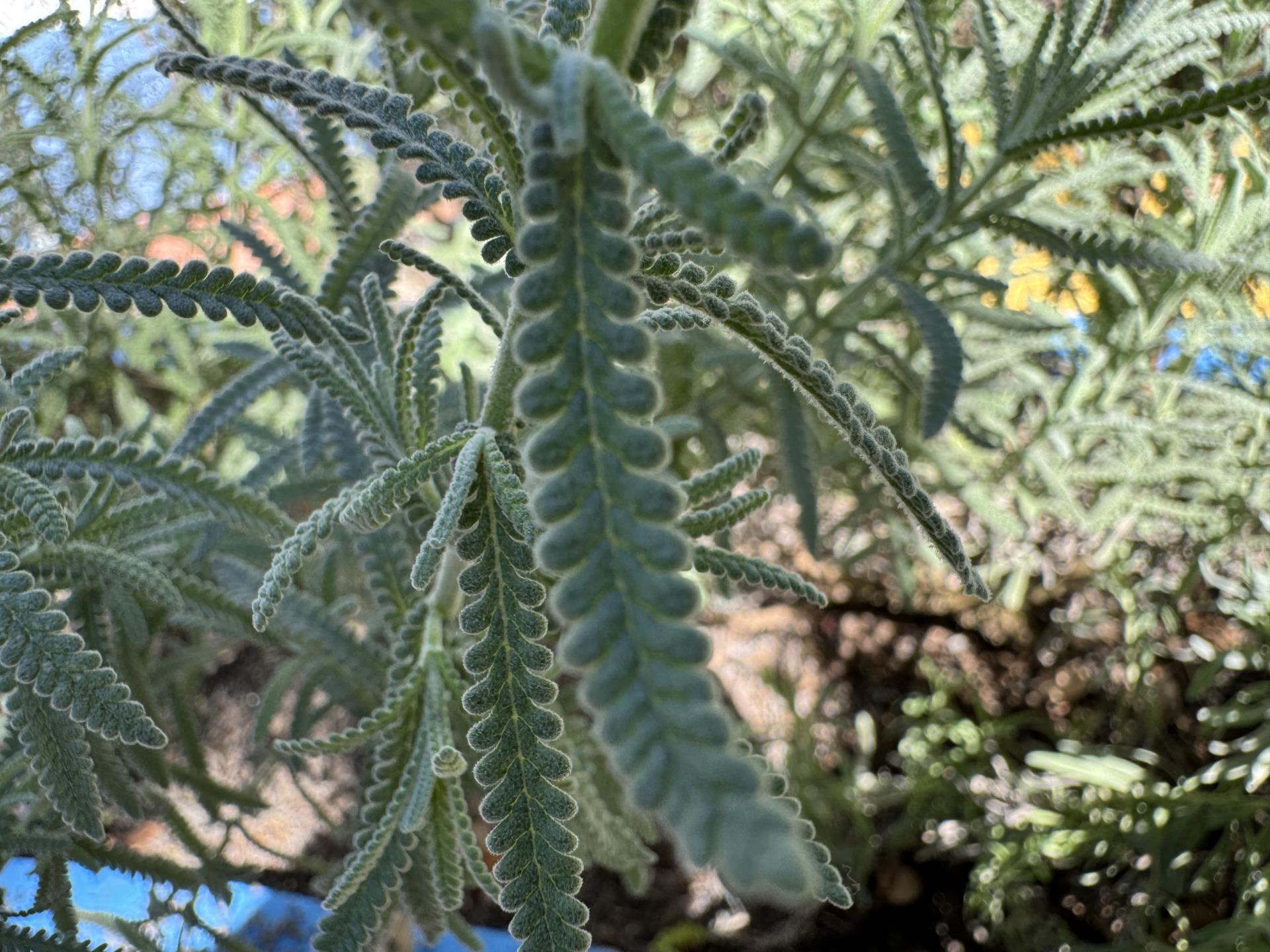 lavanda (1)