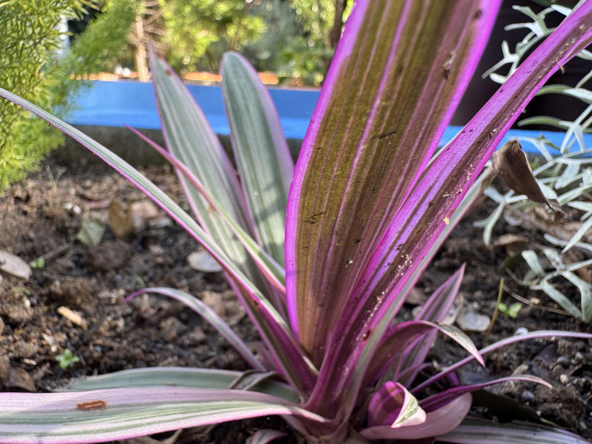 abacaxi-roxo (3)