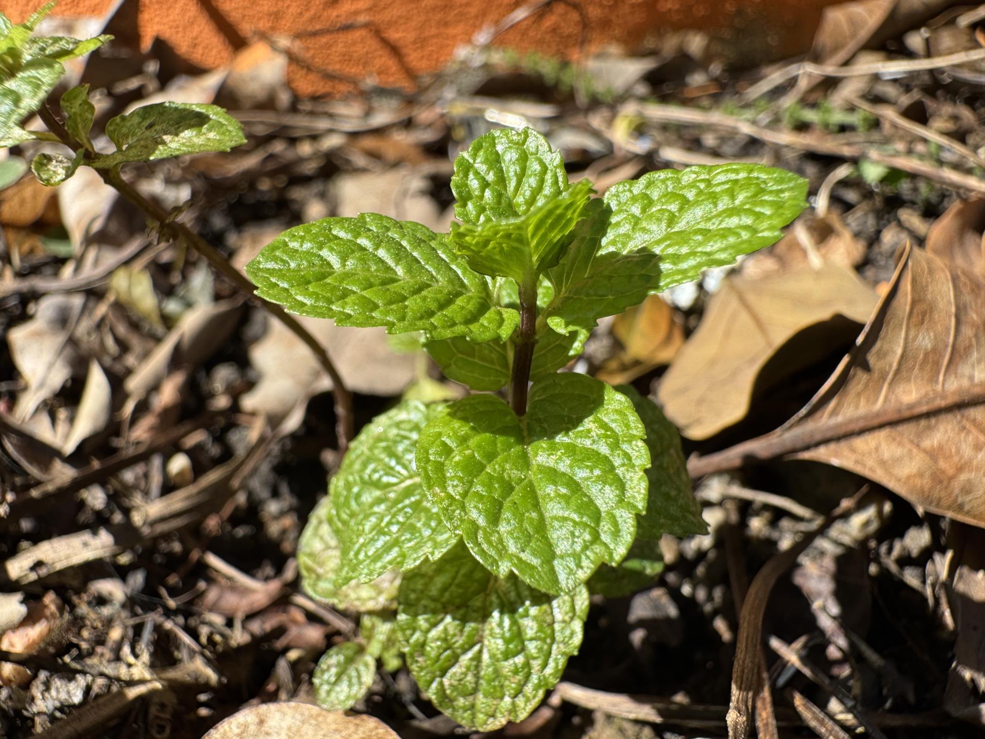 hortela (2)