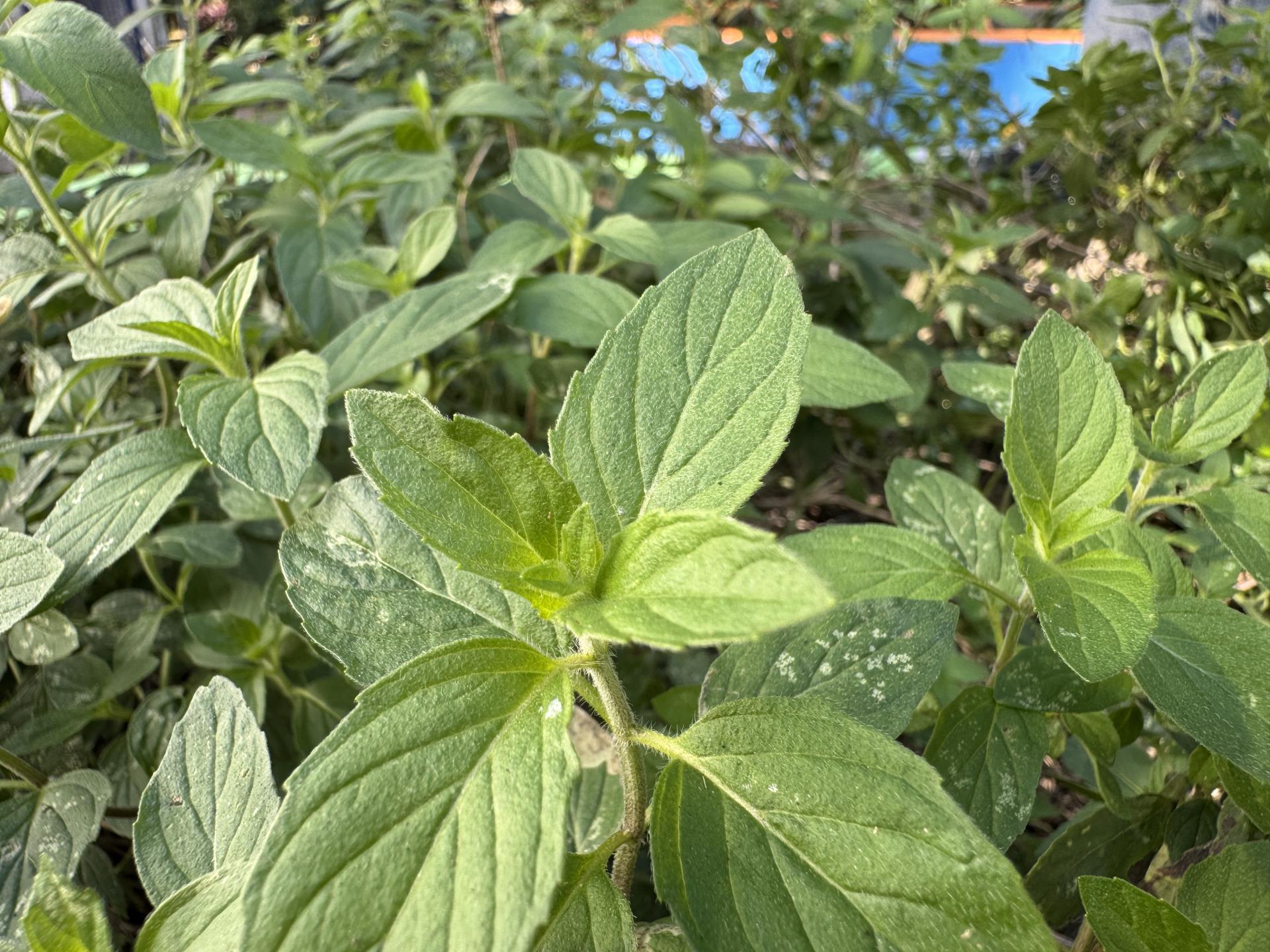 limonete (3)