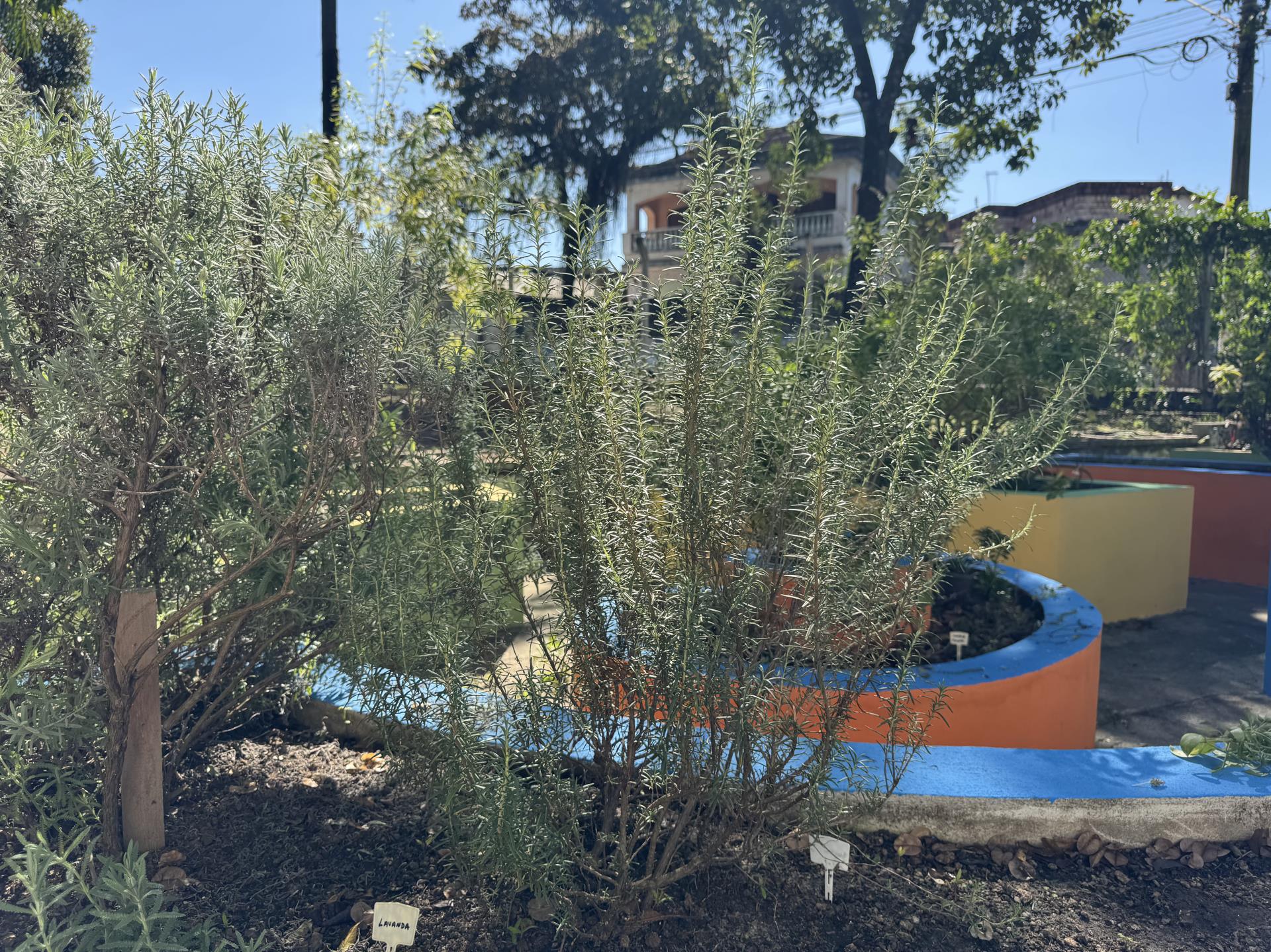 lavanda (2)