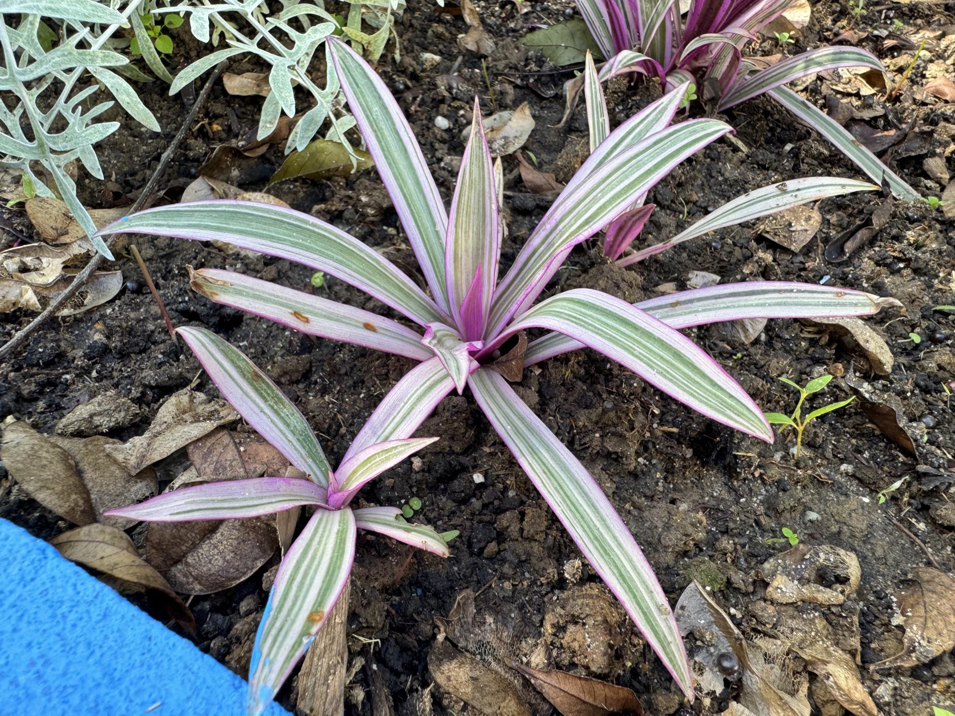 abacaxi-roxo (4)