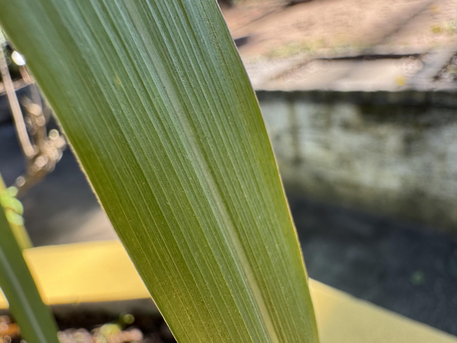 citronela (3)