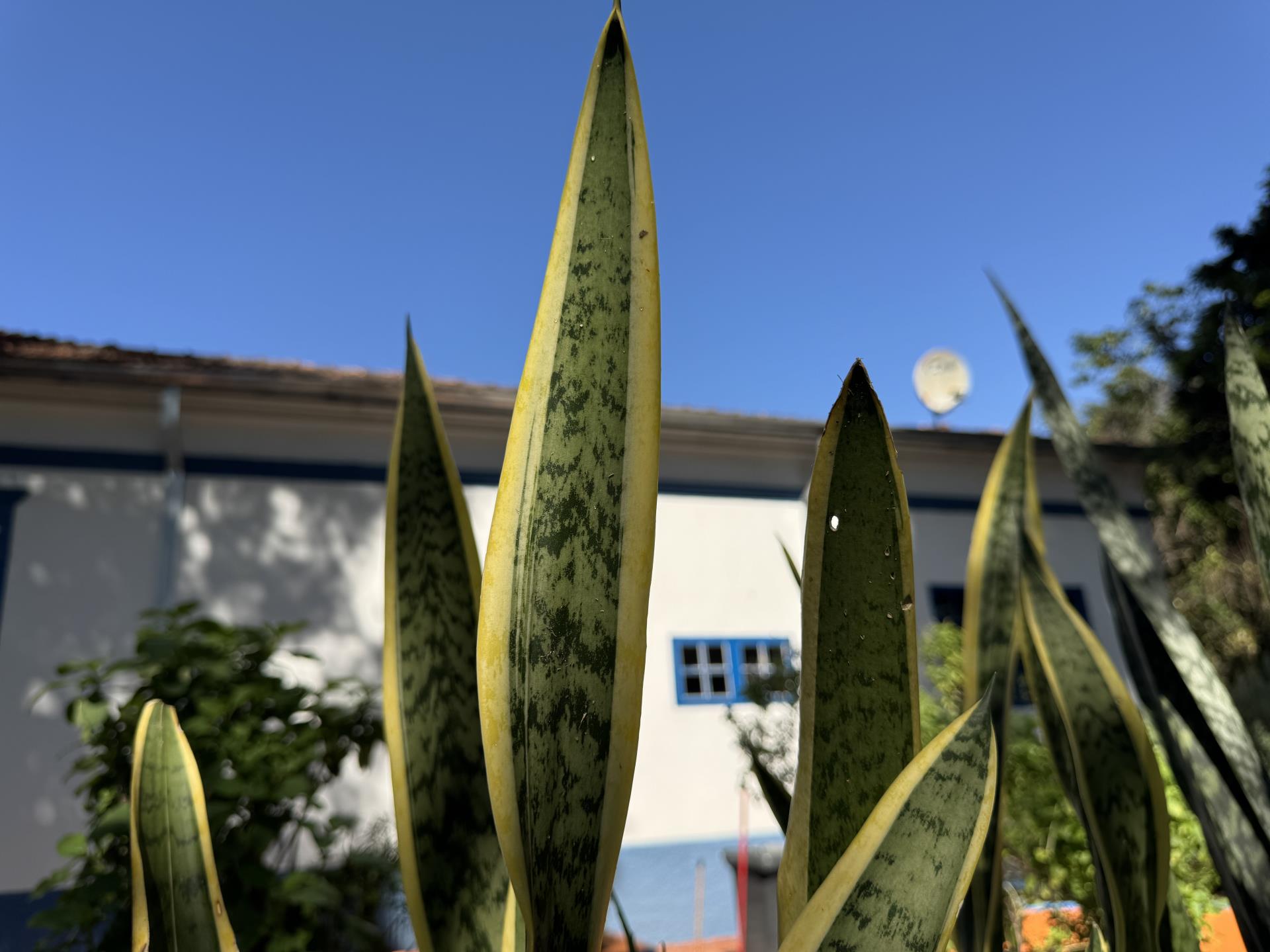 espada de santa barbara (3)