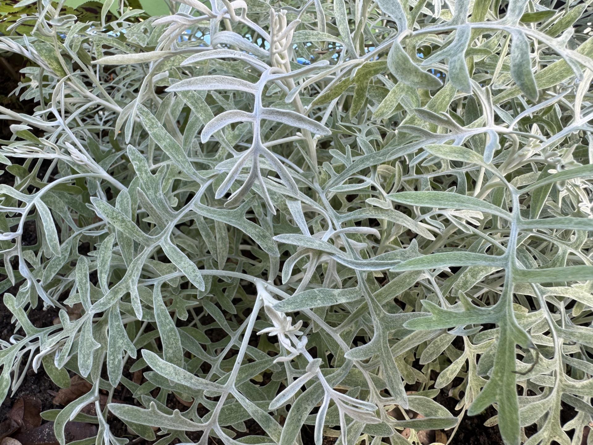 cineraria maritima (3)