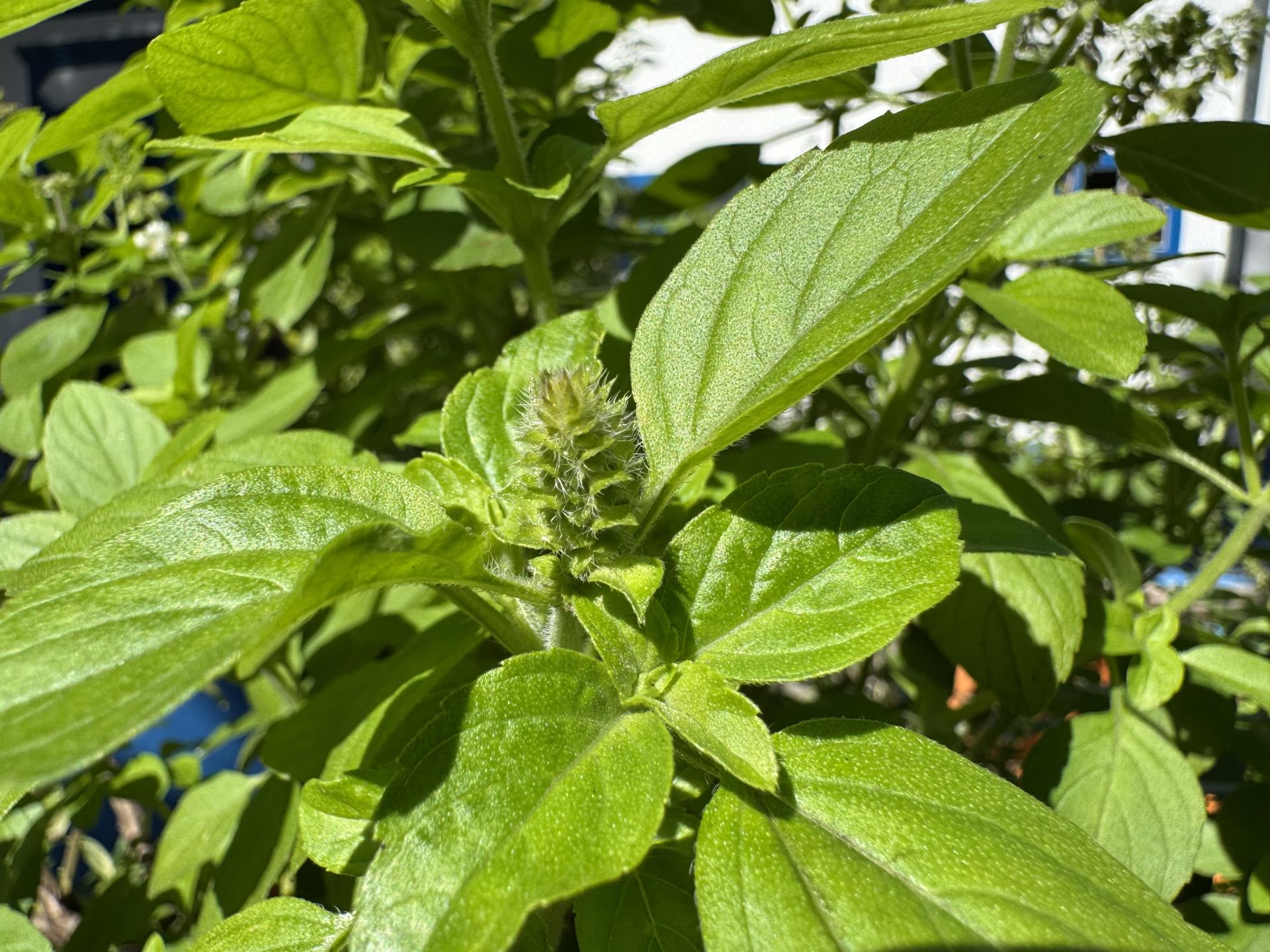 manjericao (3)