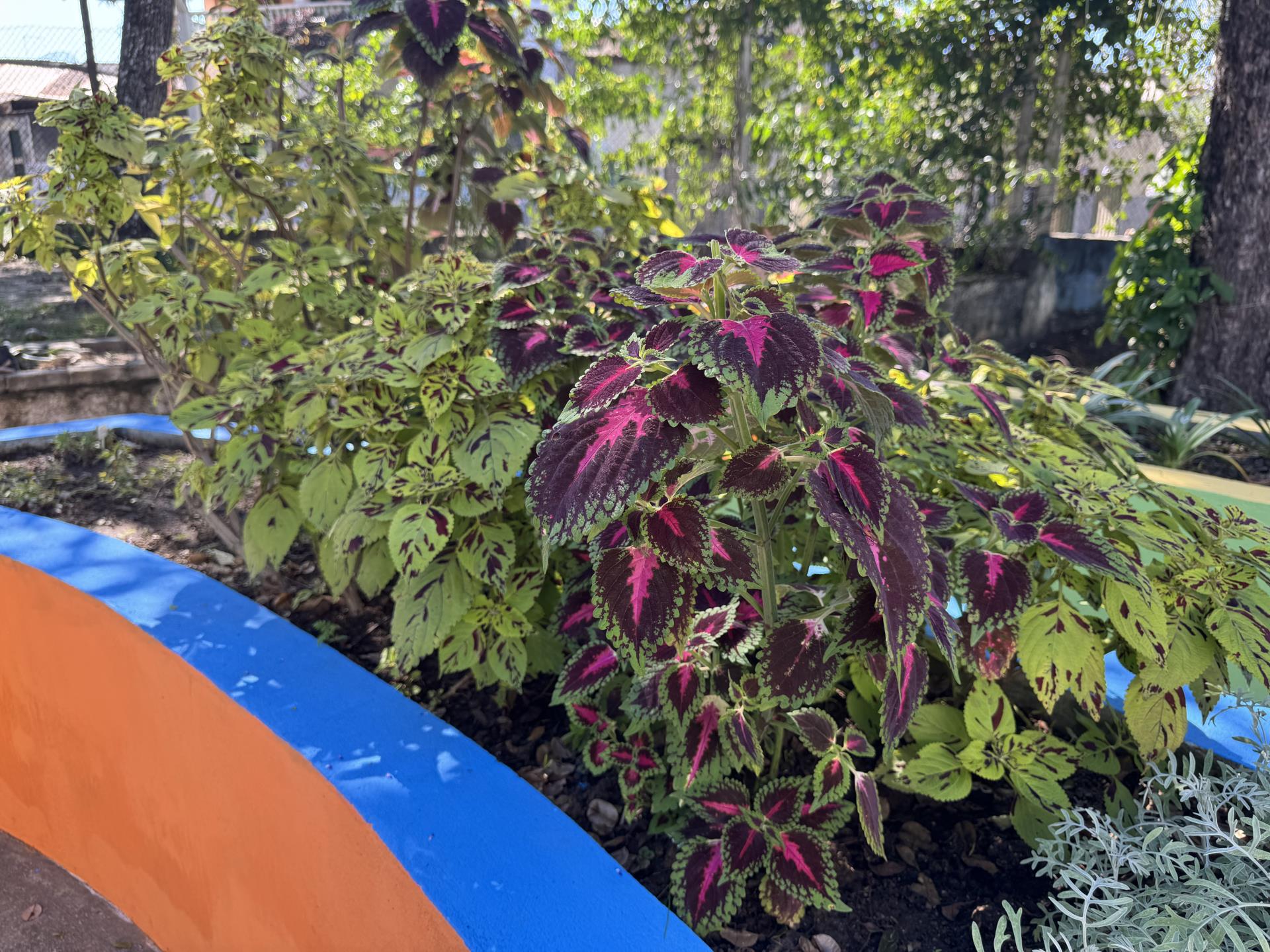 coleus (3)