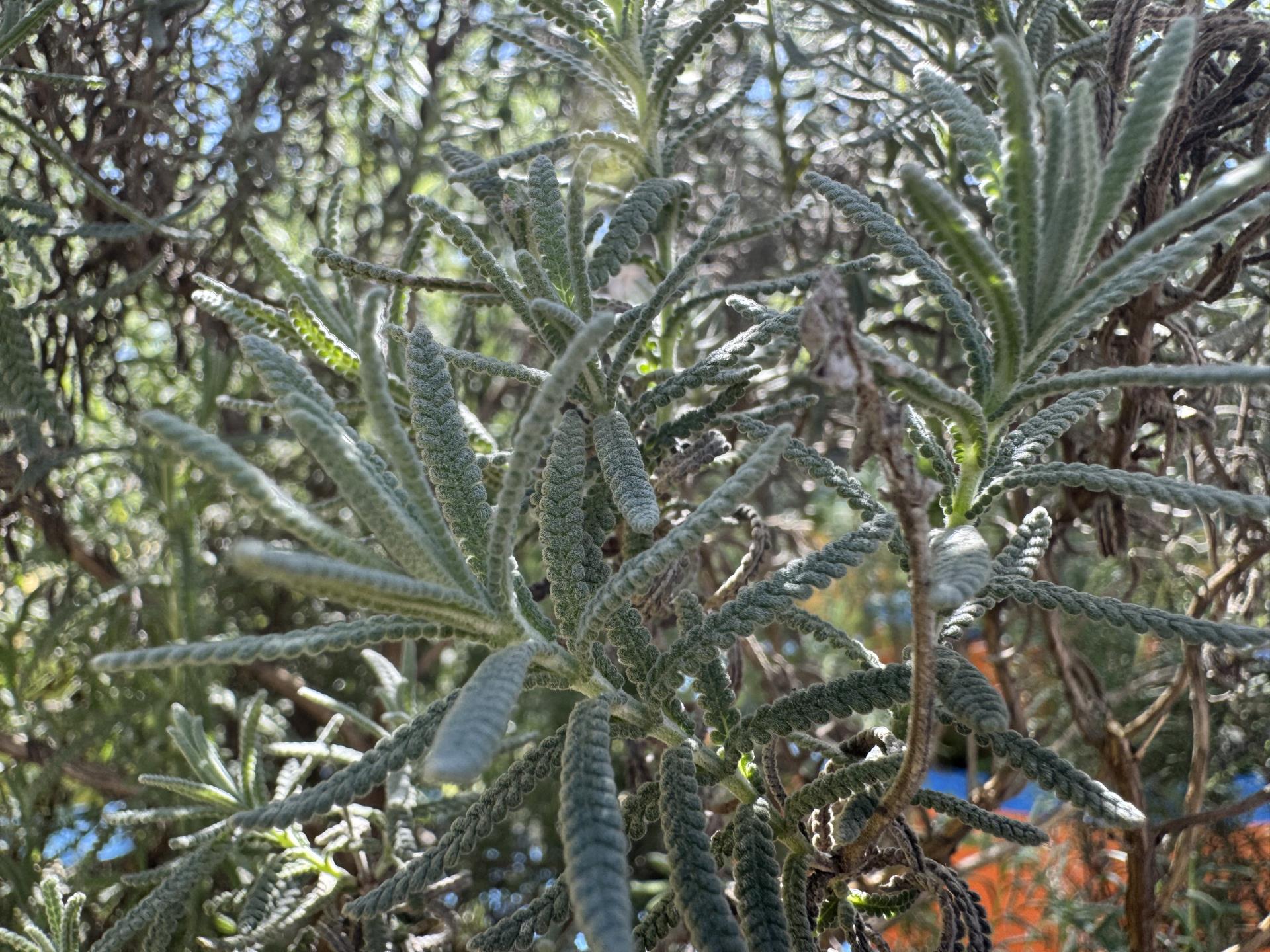 lavanda (3)