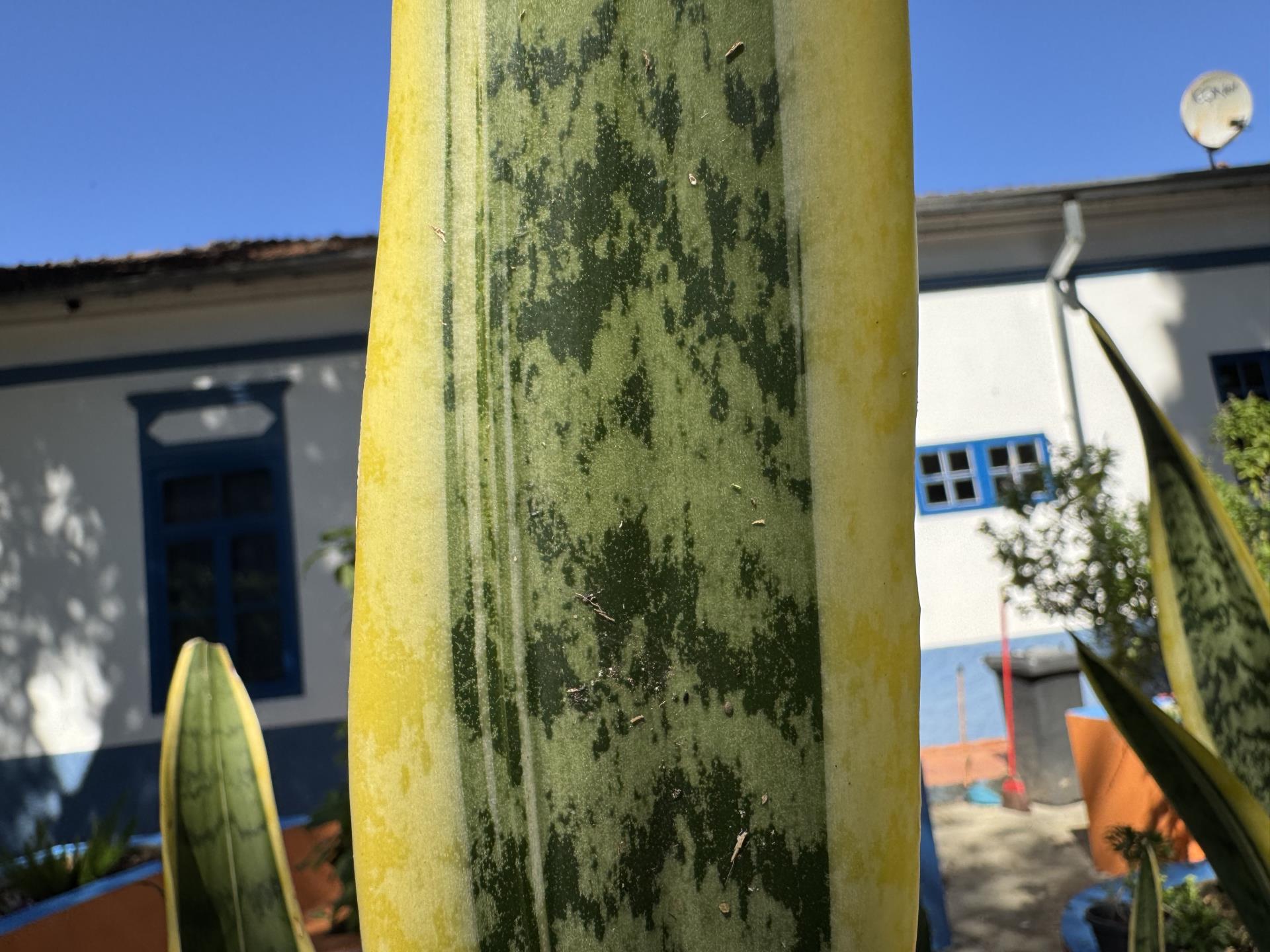 espada de santa barbara (4)