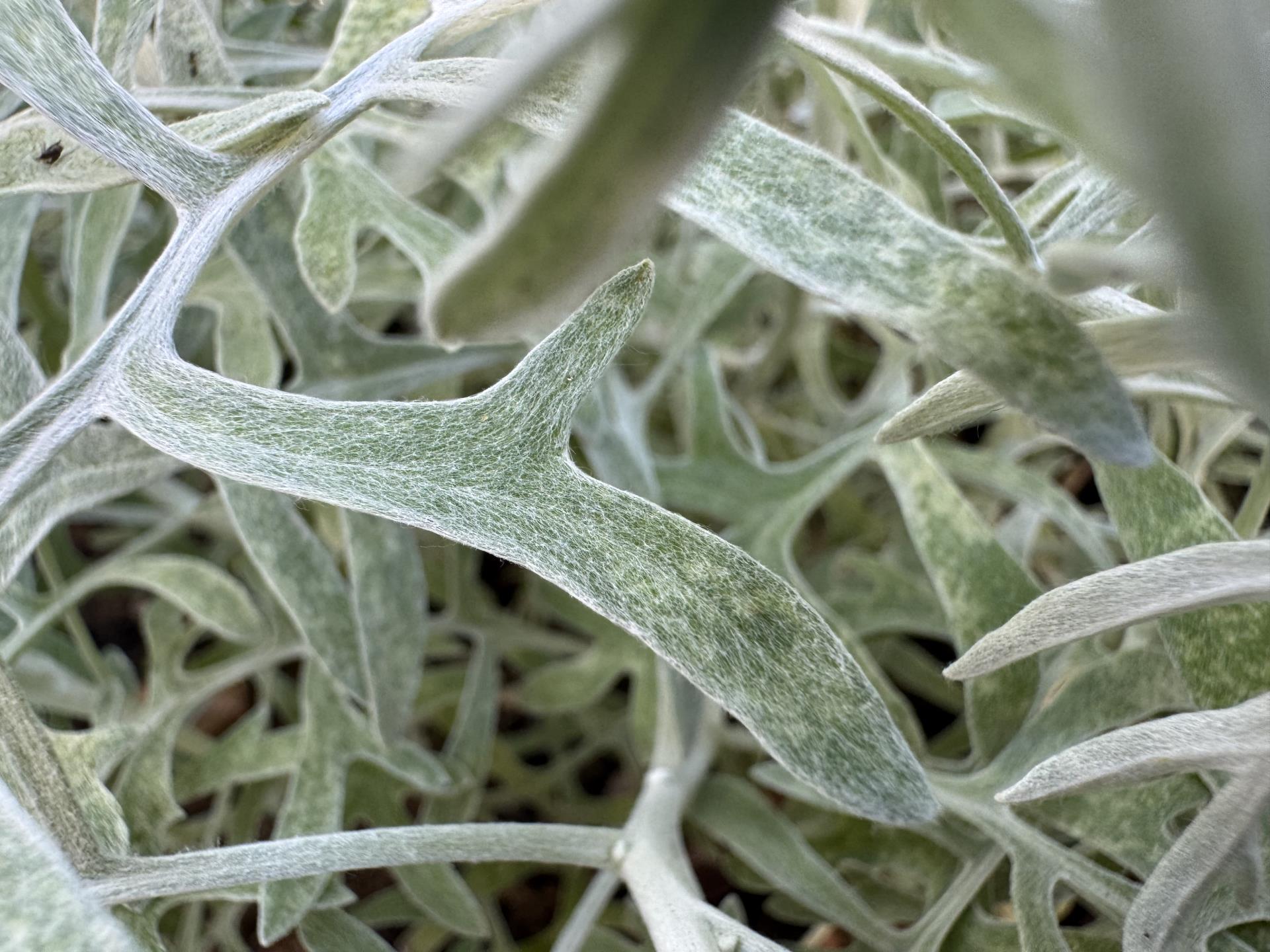 cineraria maritima (4)
