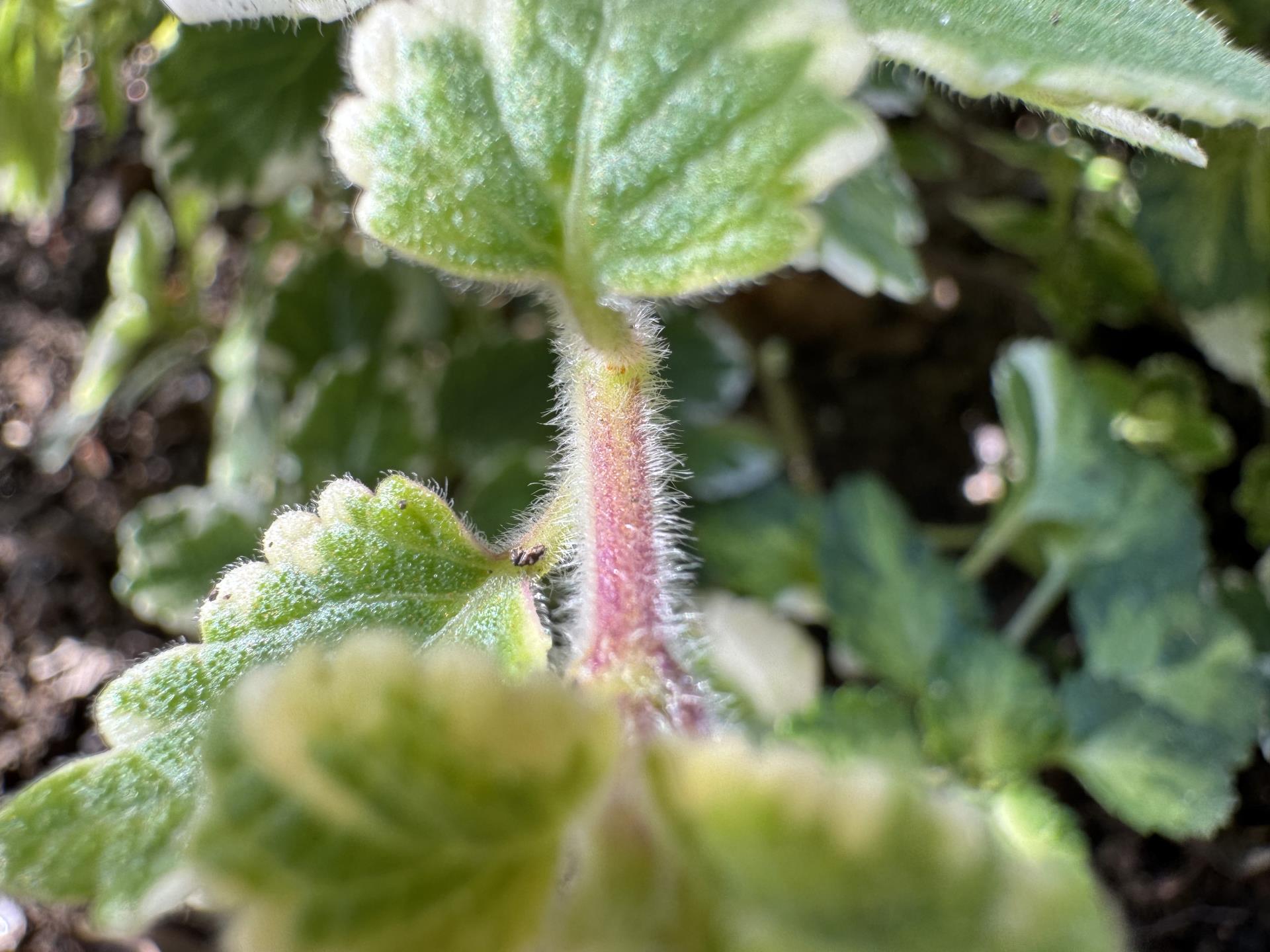 planta-vela (4)