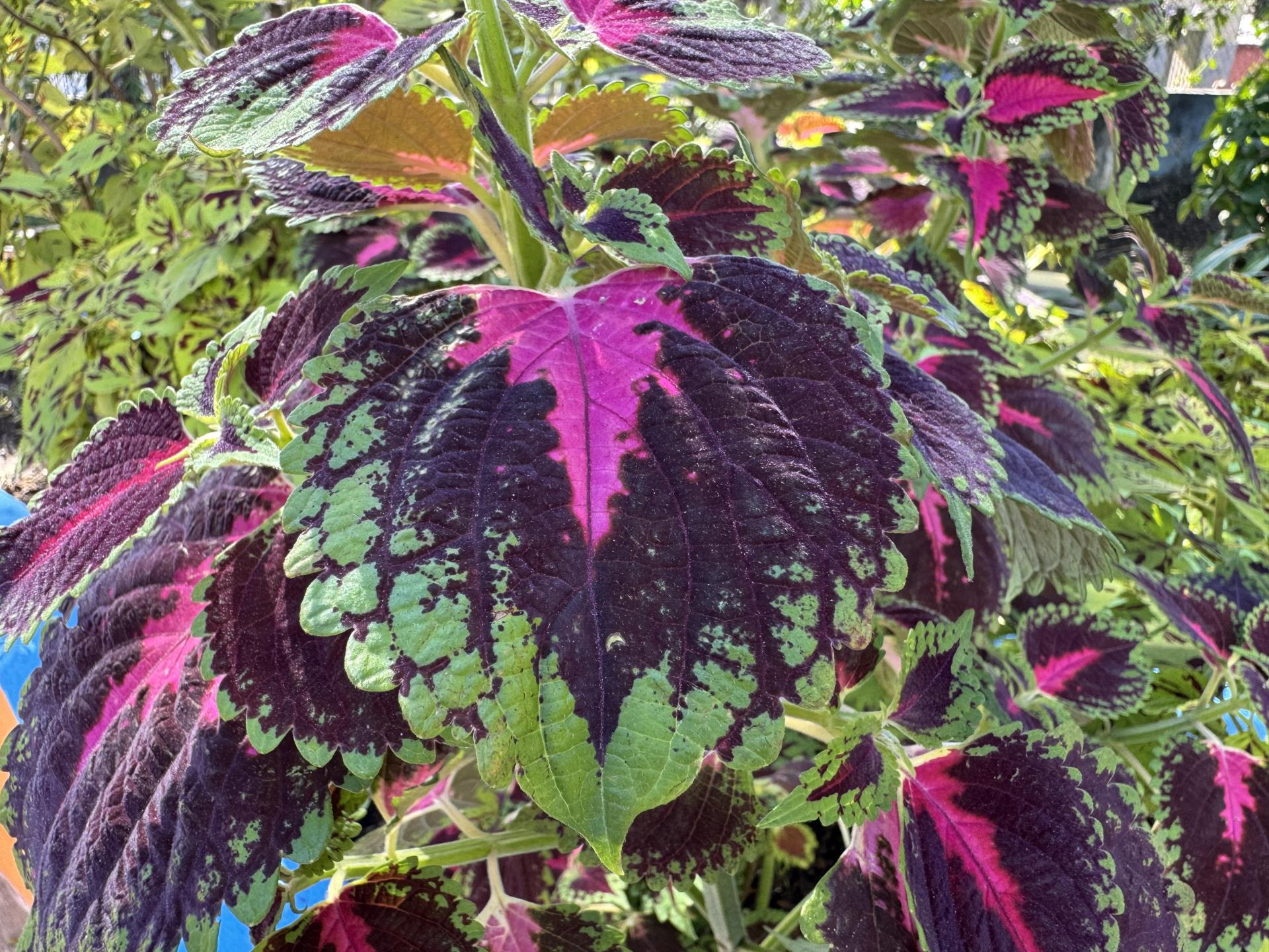 coleus (4)