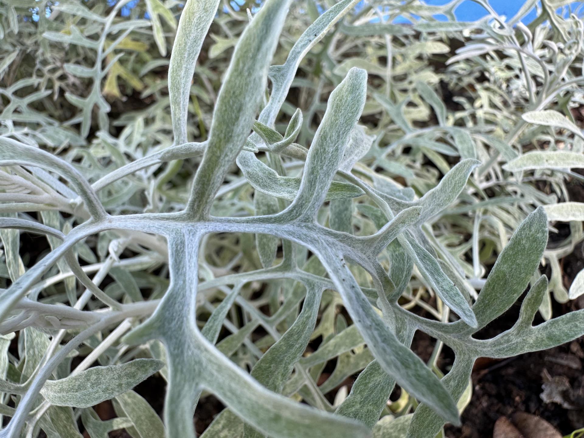 cineraria maritima (5)