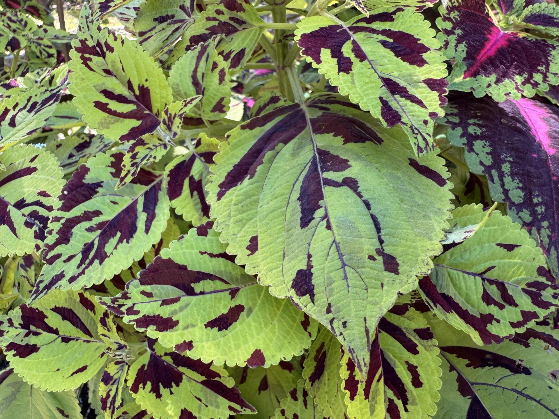 coleus (6)