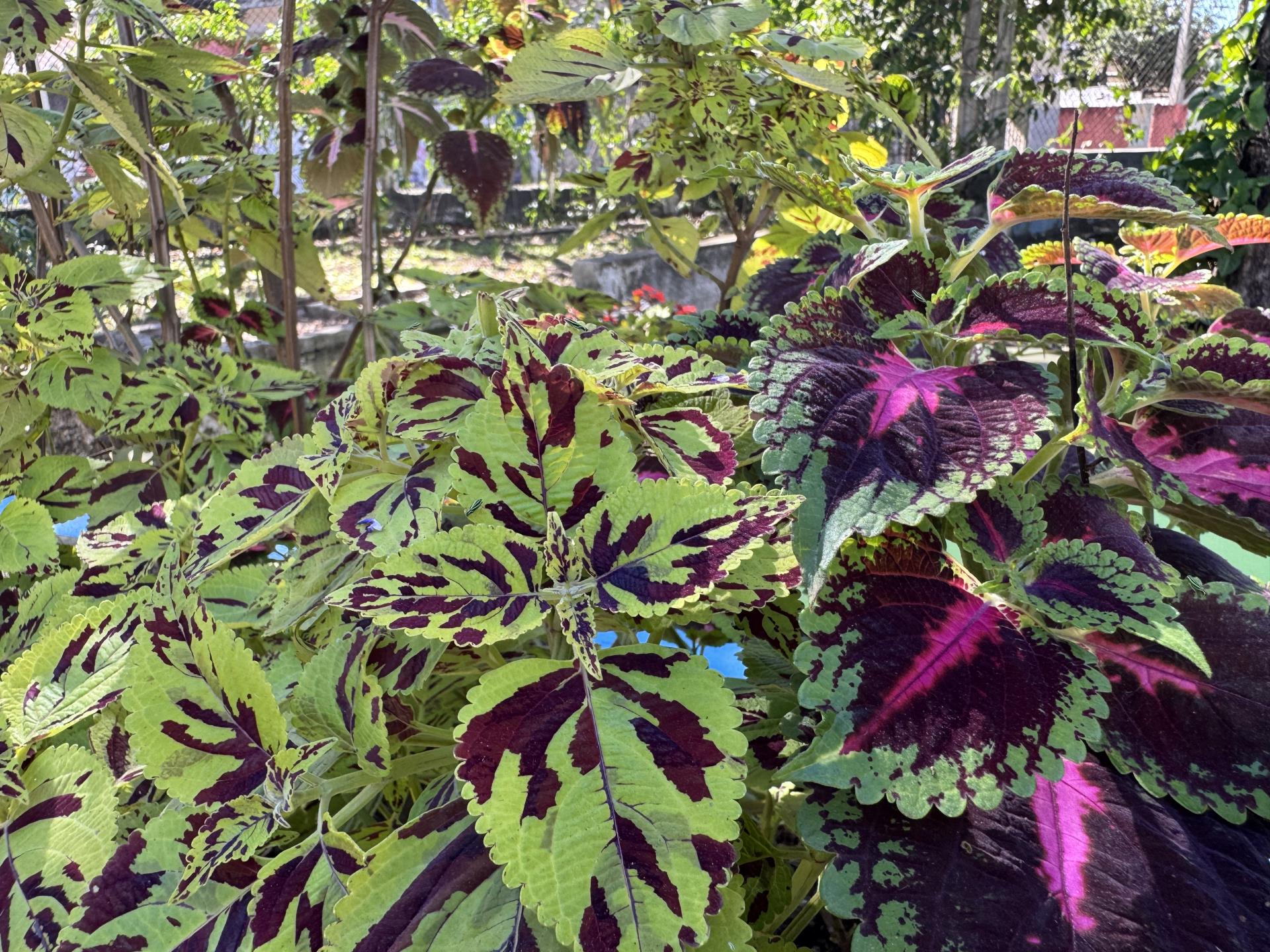 coleus (7)