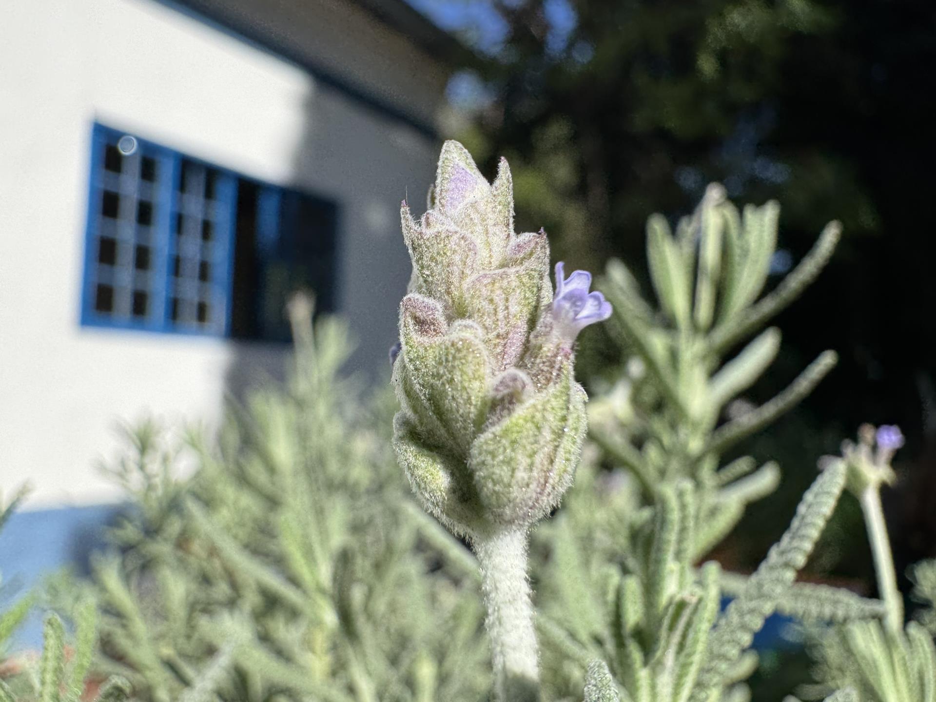 lavanda (7)