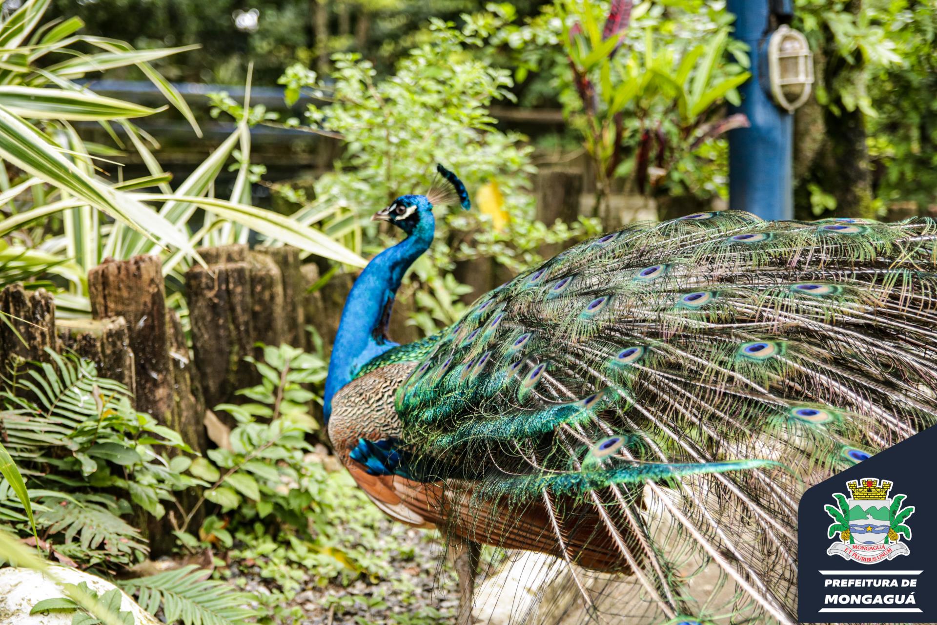 Parque do Peão espera turistas com mais de 50 mil flores – A Tribuna  Regional