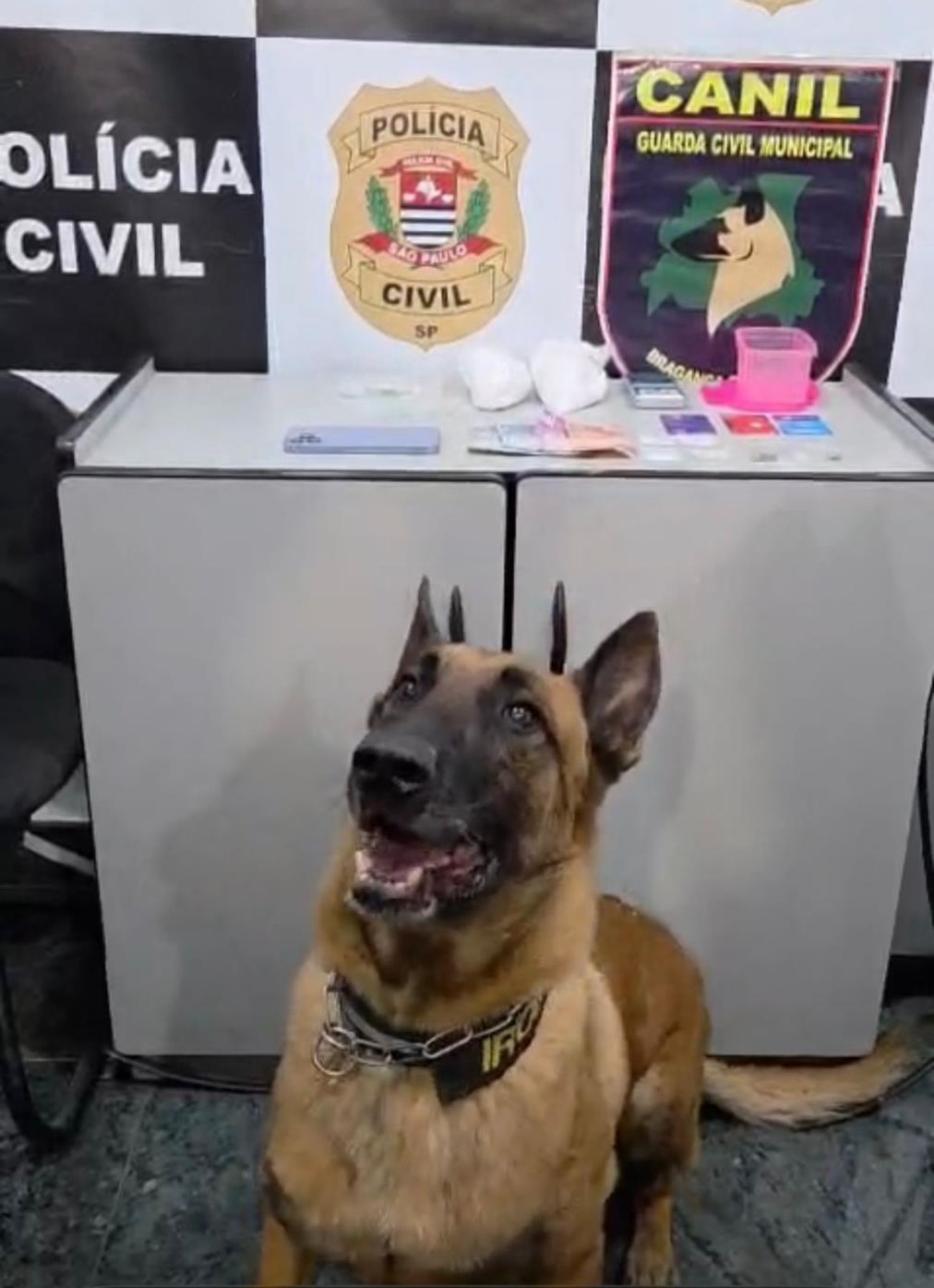 C&atilde;o Iron auxilia equipes de seguran&ccedil;a em apreens&atilde;o de drogas  Foto 01