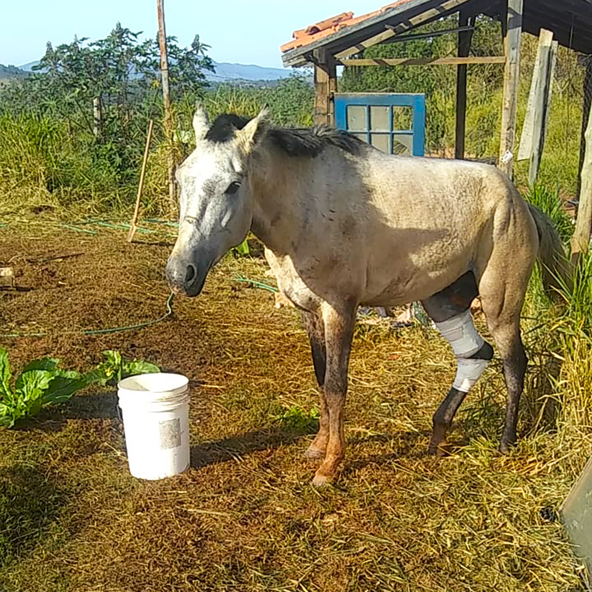 Cavalo se enforca com corda e é resgatado por moradores em SP