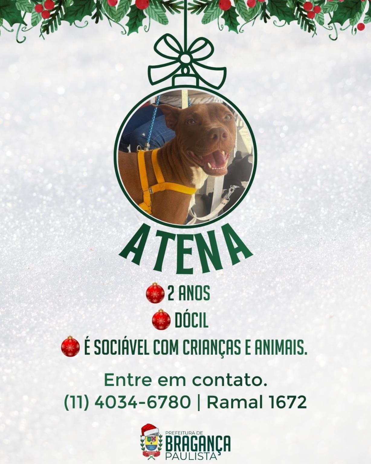 Neste Natal, Prefeitura reforça campanha de adoção e lares temporários co