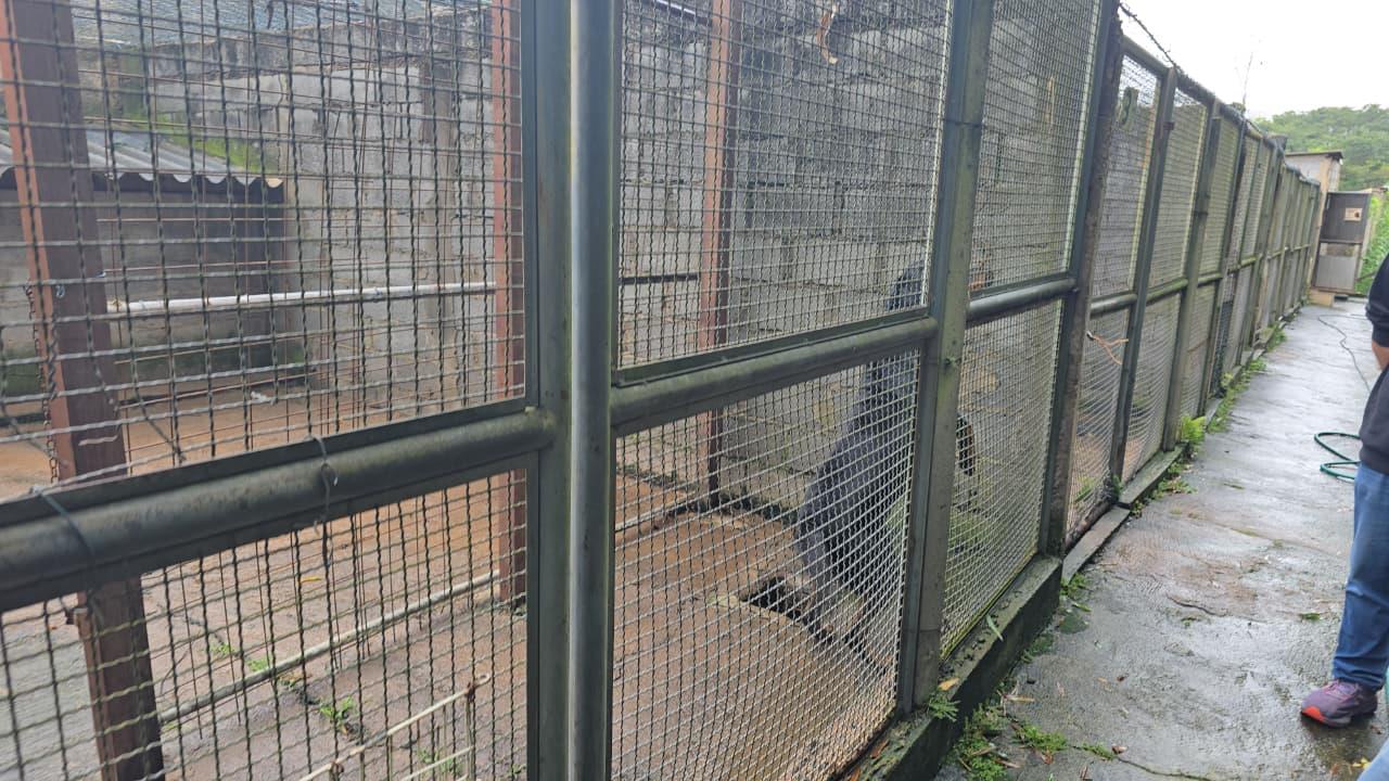 A&ccedil;&otilde;es, investimentos in&eacute;ditos e nova gest&atilde;o para reestruturar o Abrigo Municipal de C&atilde;es e Gatos (1)