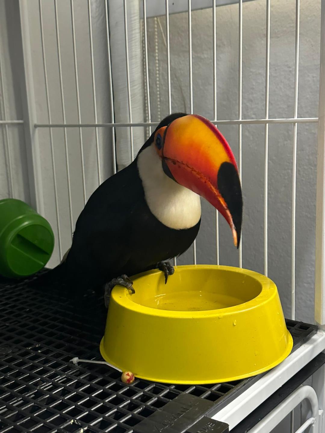 Tucano resgatado com suspeita de les&atilde;o recebe atendimento  01